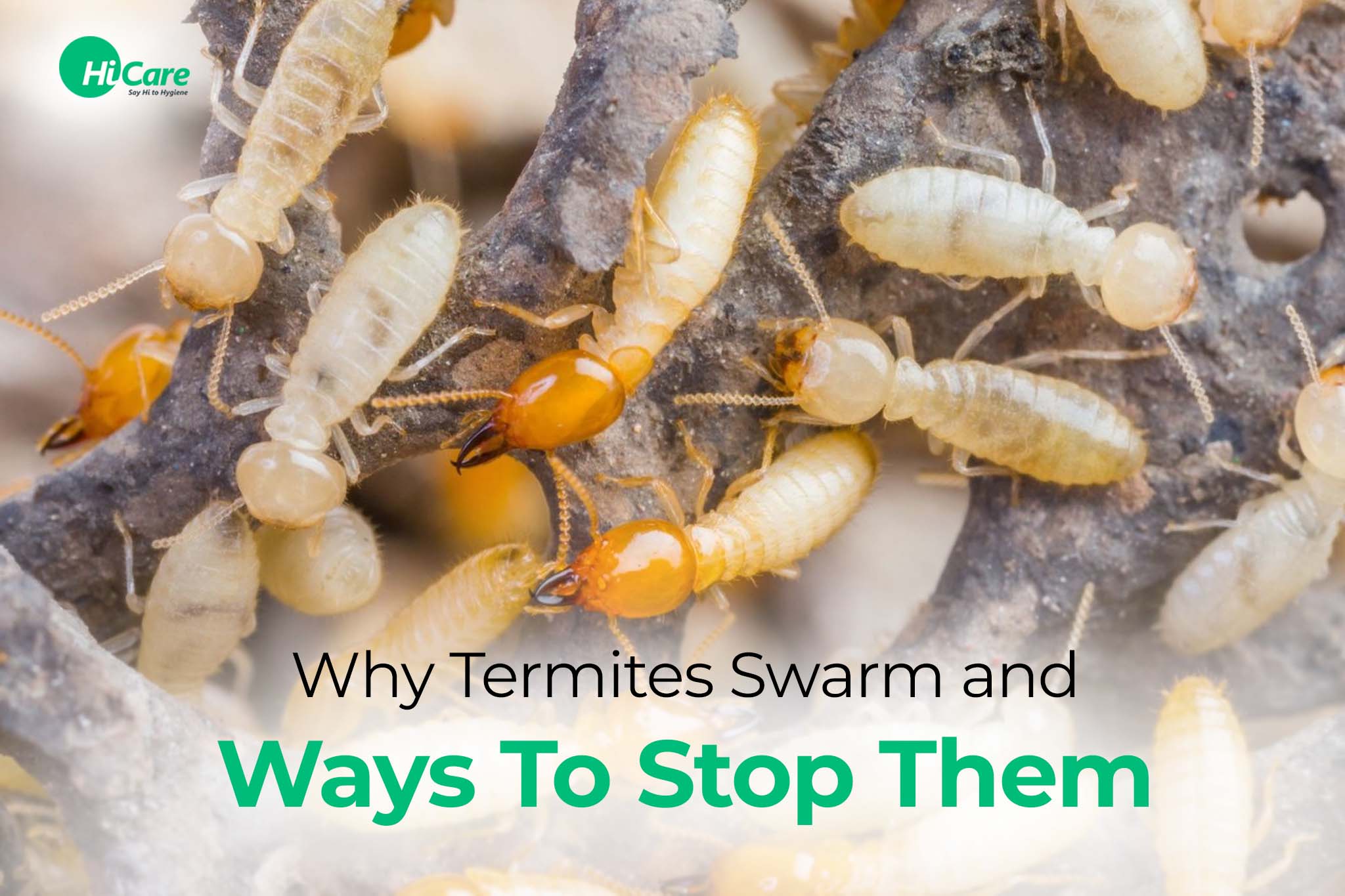 Why Termites Swarm and 6 Ways to Stop Them