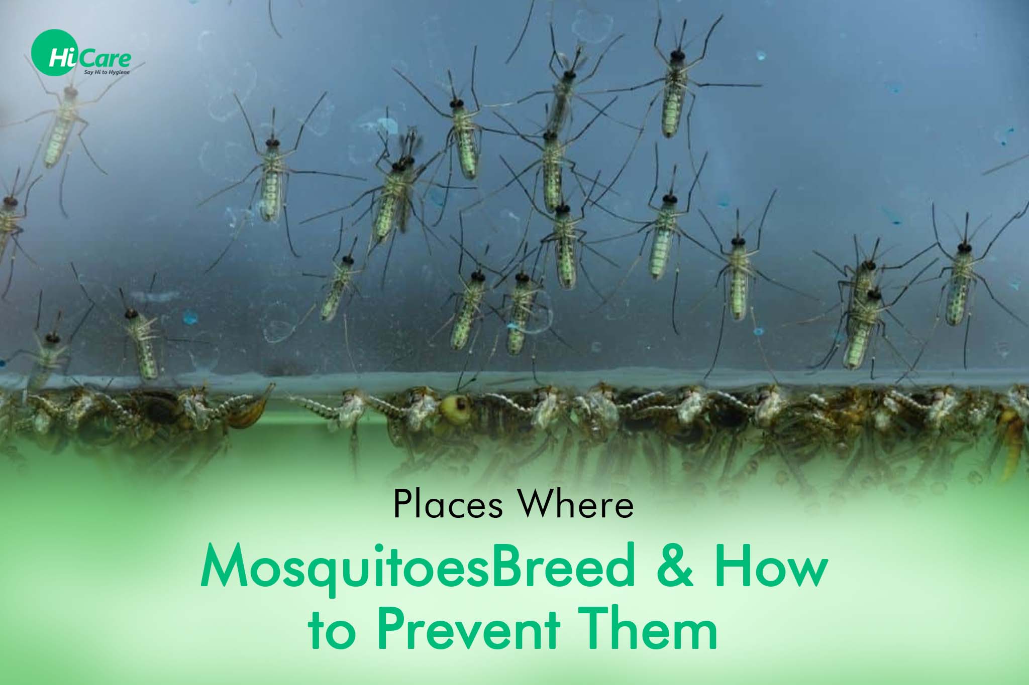 5 Places Where Mosquitoes Breed and How to Prevent Them