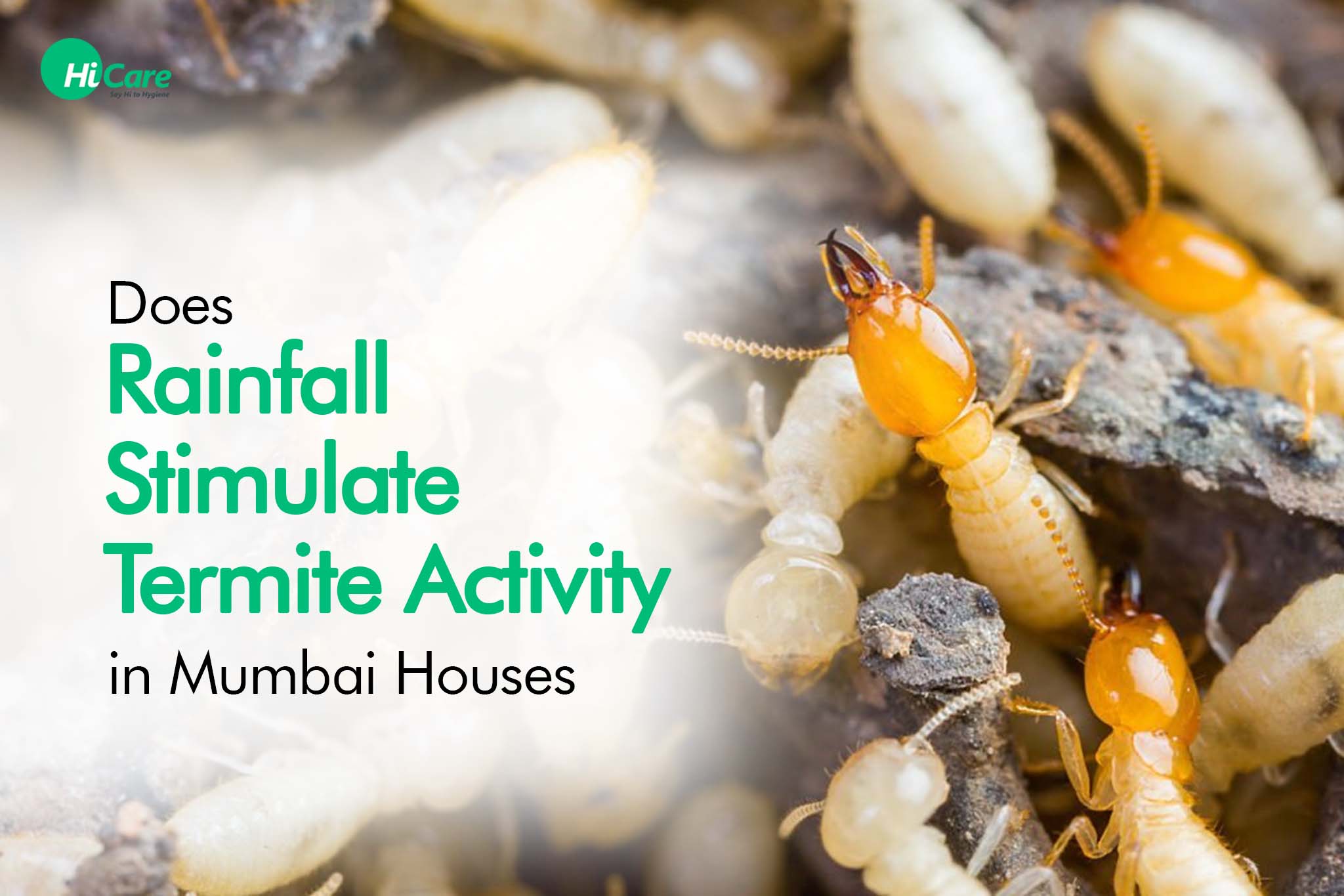 Does Rainfall Stimulate Termite Activity in Mumbai Houses