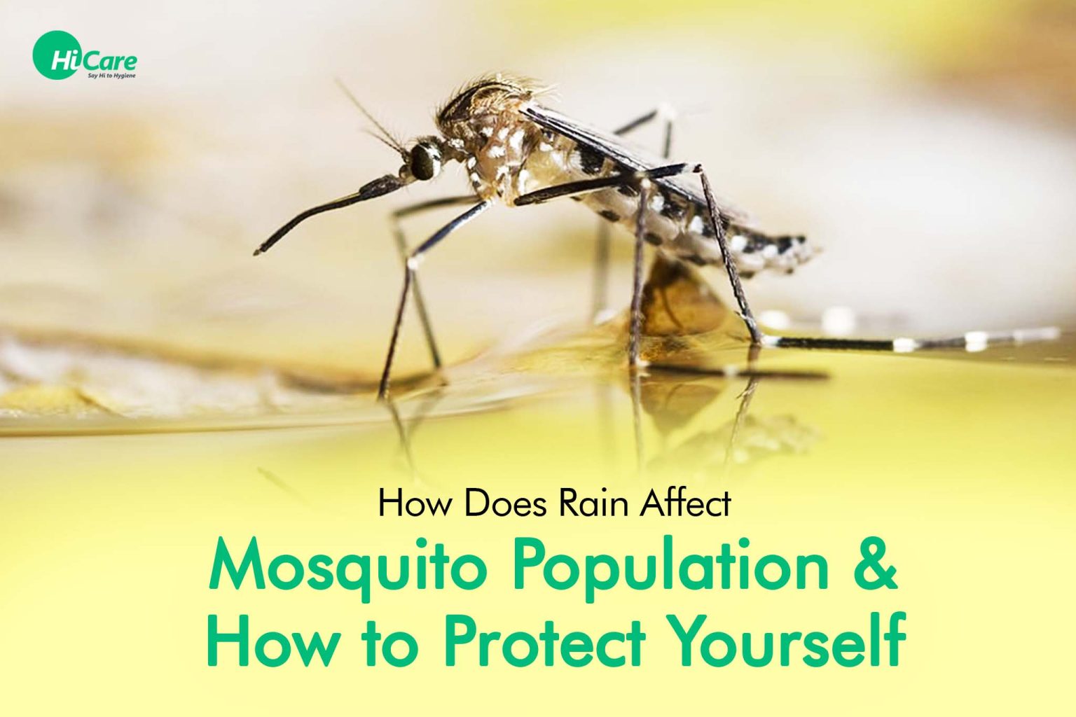 How to Protect Yourself from Mosquitoes in Rainy Season HiCare