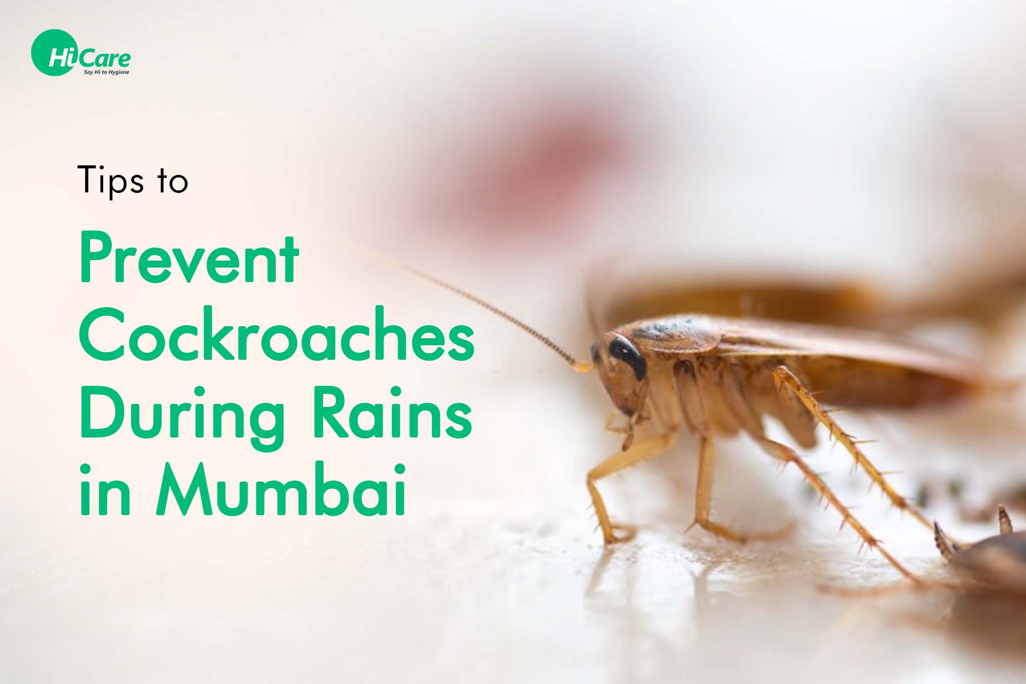 7 Best Tips to Prevent Cockroaches During Rainy Season in Mumbai