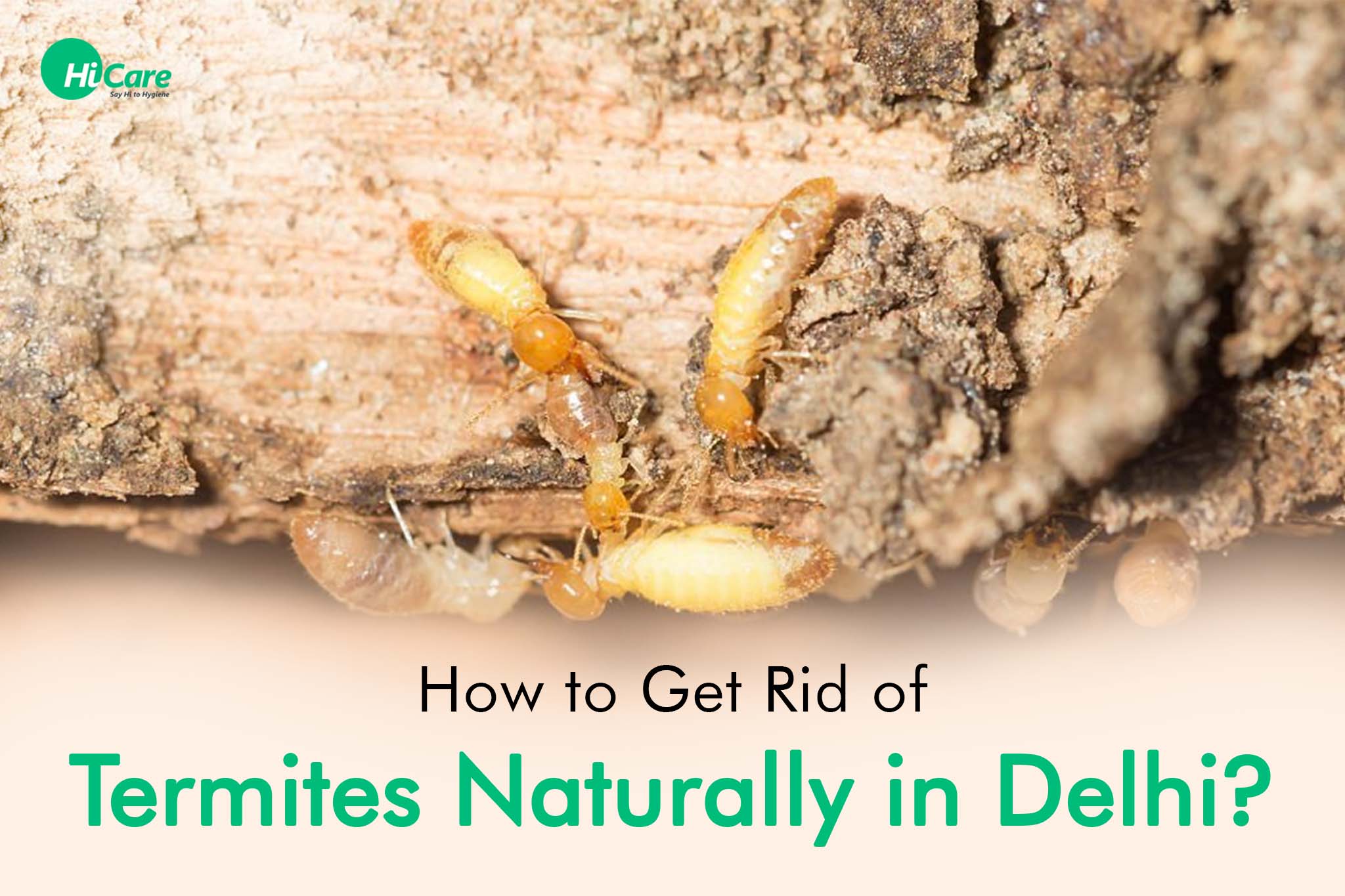 How to Get Rid of Termites Naturally in Delhi?