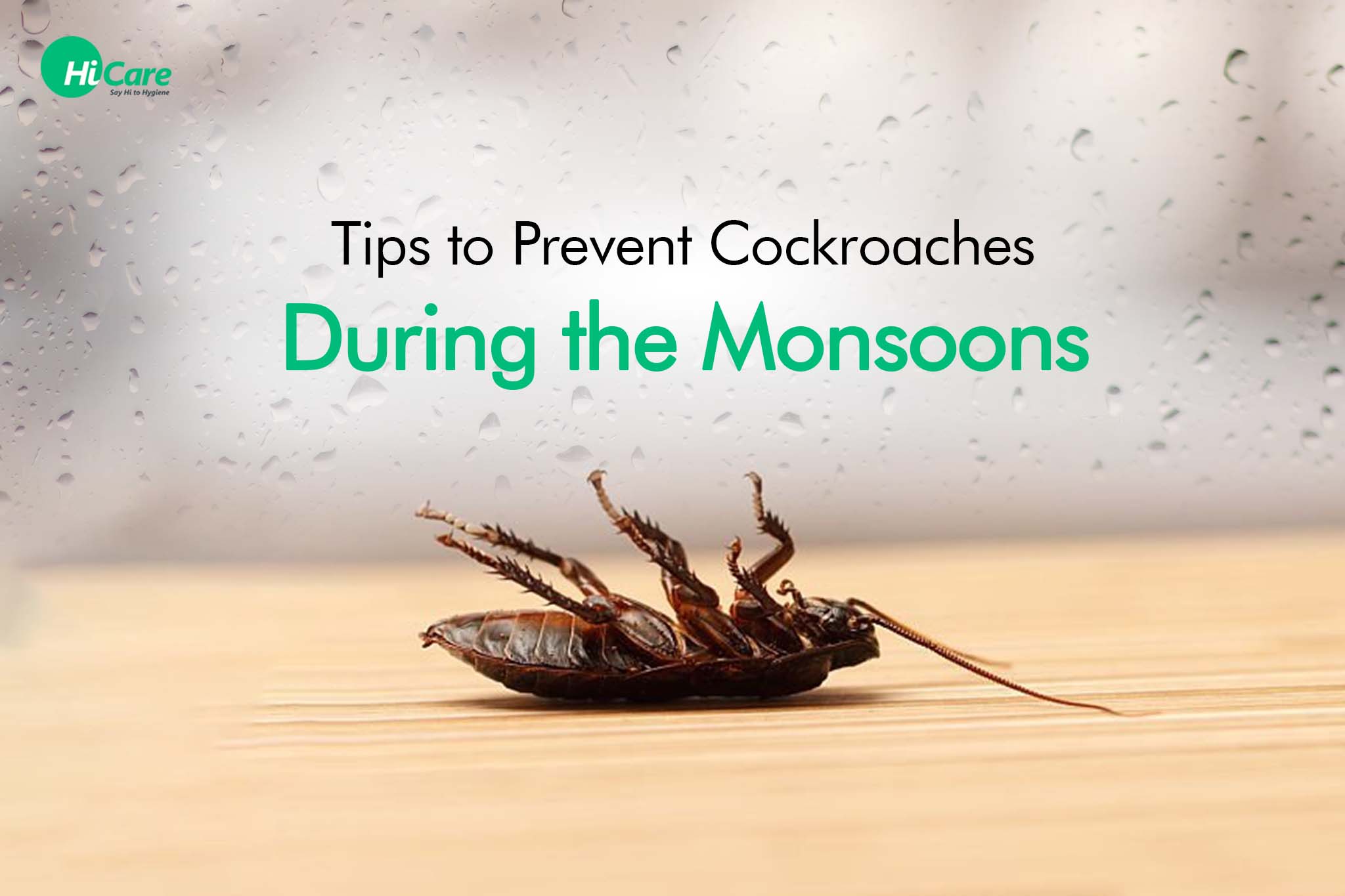 10 Tips to Prevent Cockroaches During the Monsoons