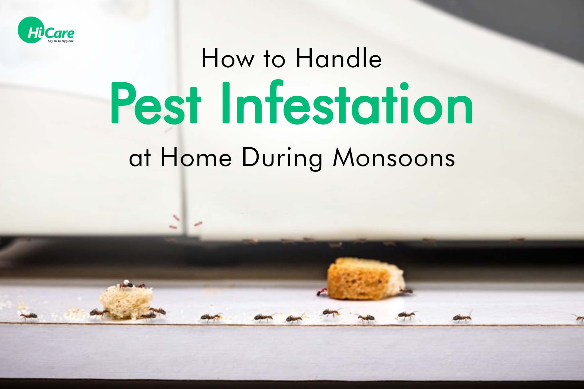 how to handle pest infestation at home during monsoon