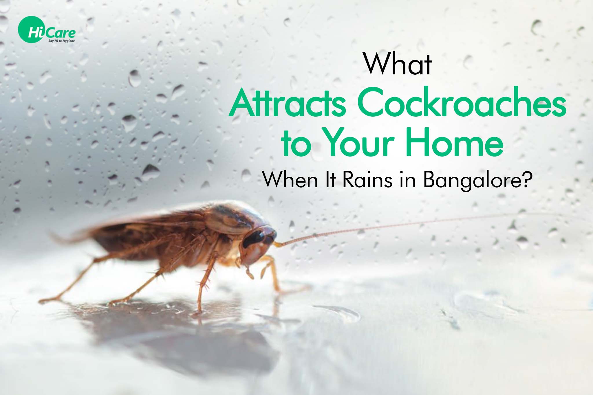 things that attracts cockroaches to your home when it rains in bangalore