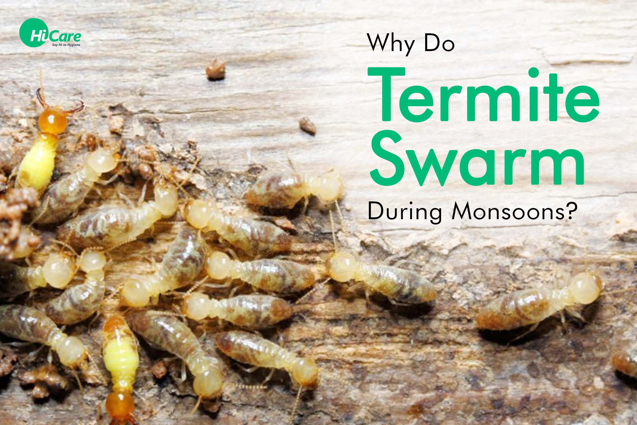 why do termite swarm during monsoons