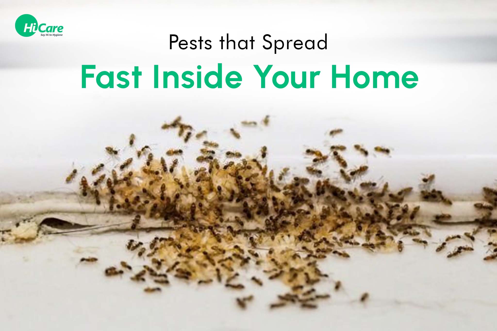 5 Pests that Spread Fast Inside Your Home