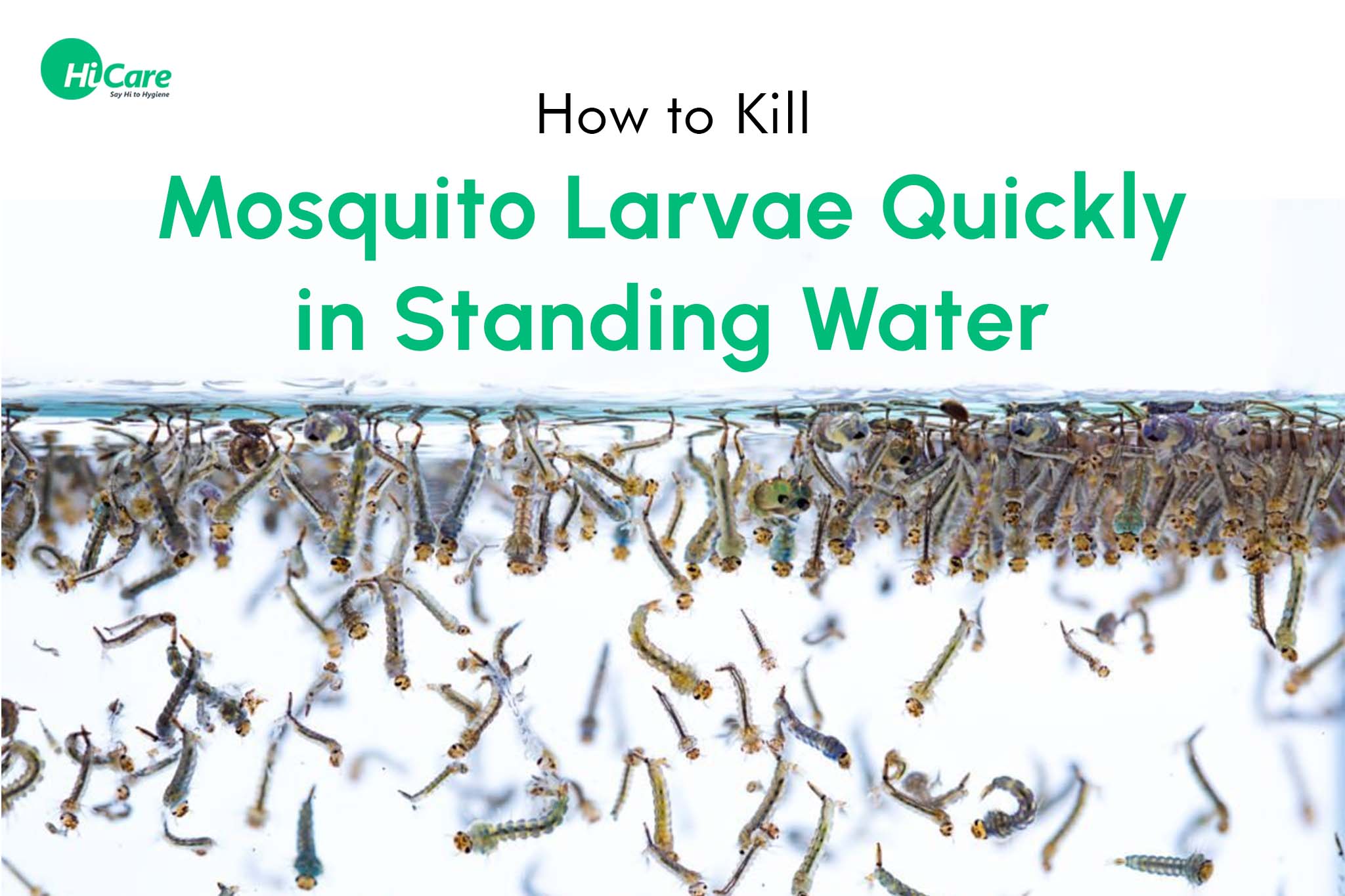 How to Kill Mosquito Larvae Quickly in Standing Water