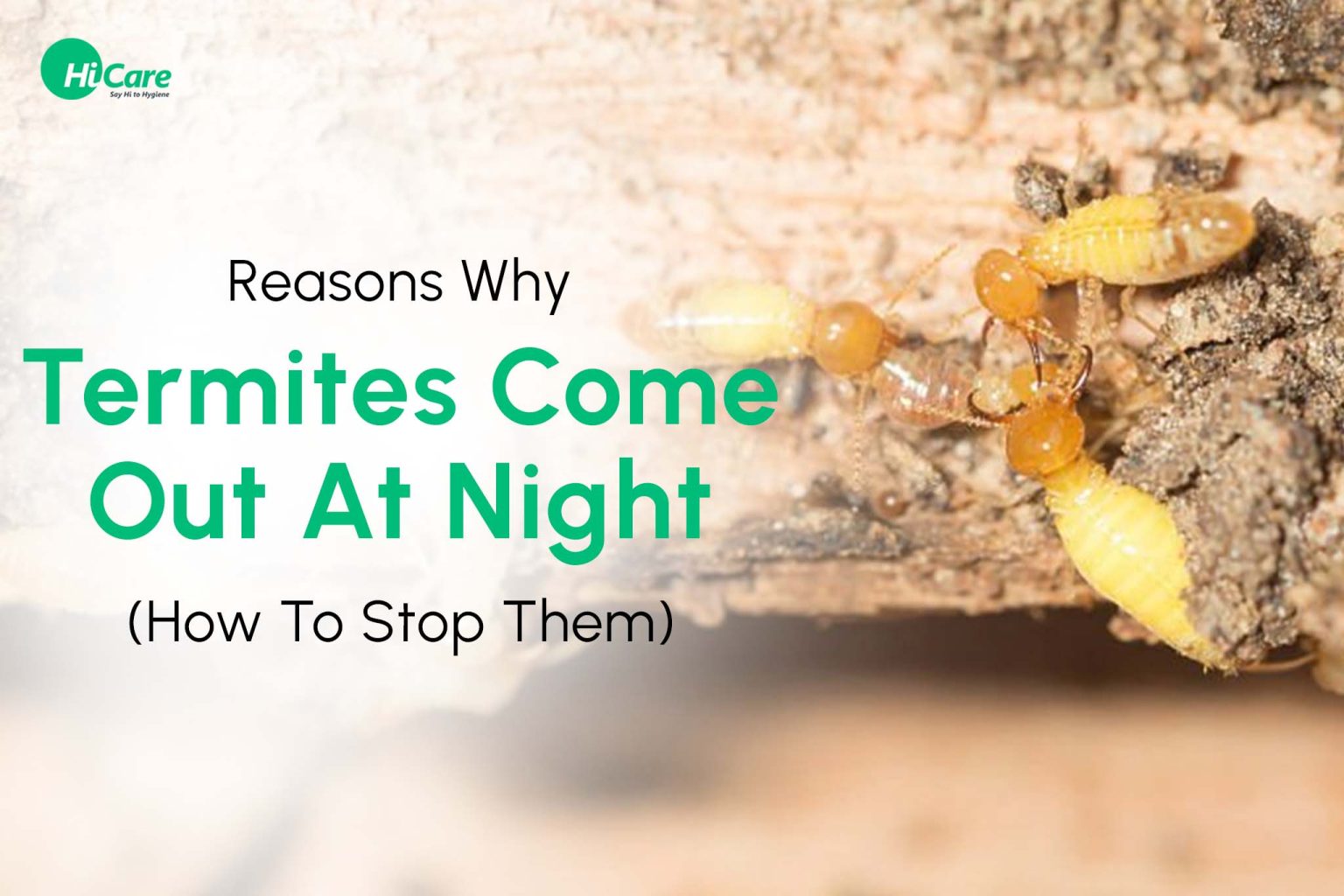 Top 5 Reasons Why Termites Come Out At Night Hicare 4390