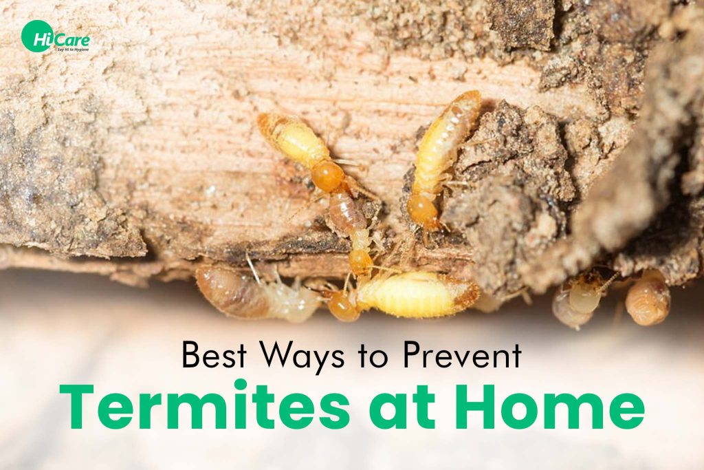 Top 10 Best Tips to Prevent Termites at Home | HiCare