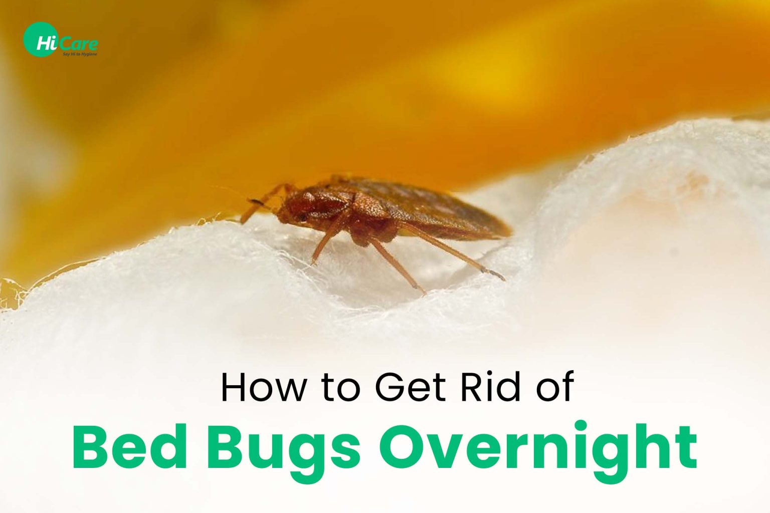 Top 10 Tips to Get Rid of Bed Bugs Overnight HiCare