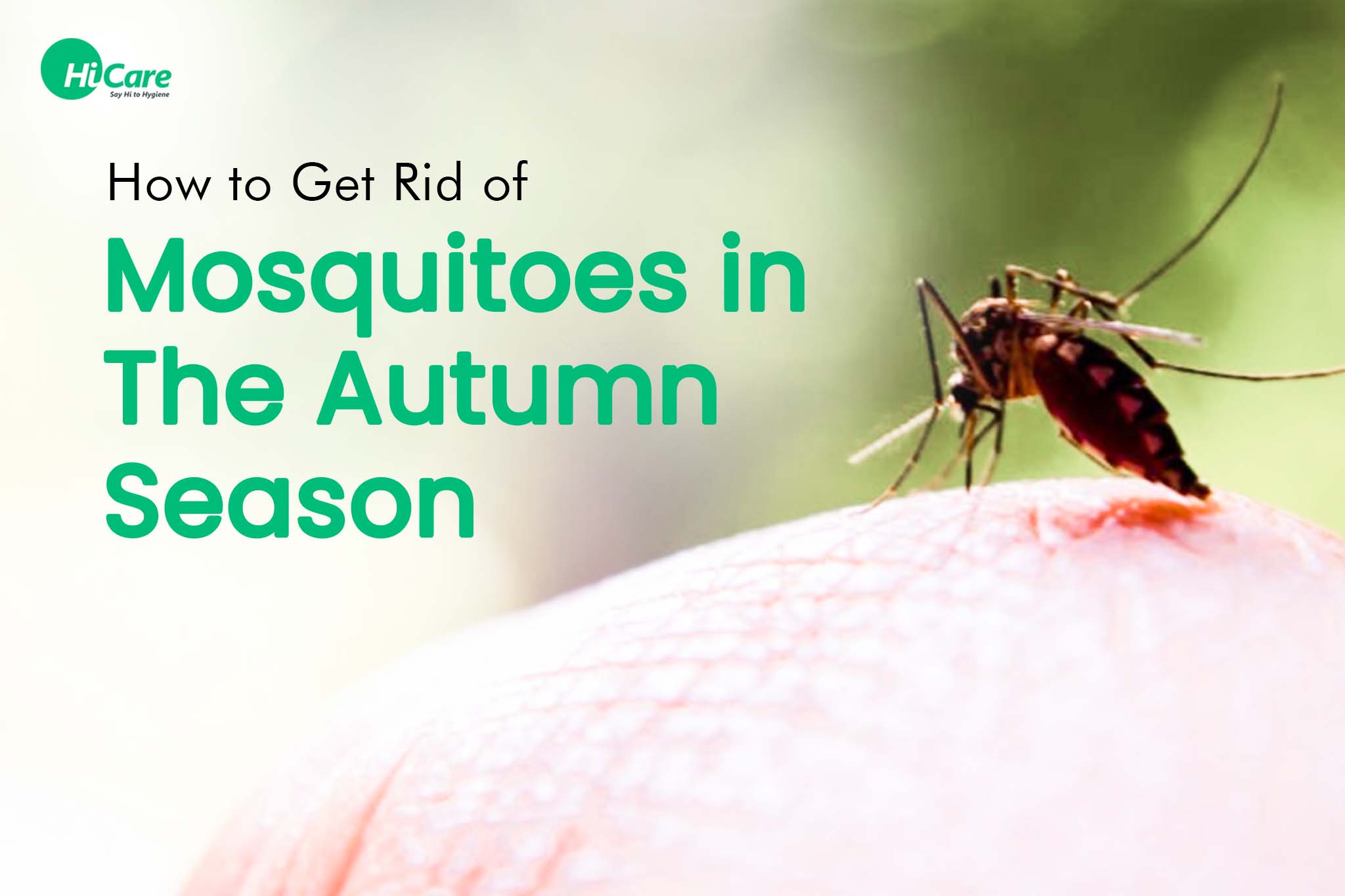 How to Get Rid of Mosquitoes in The Autumn Season?