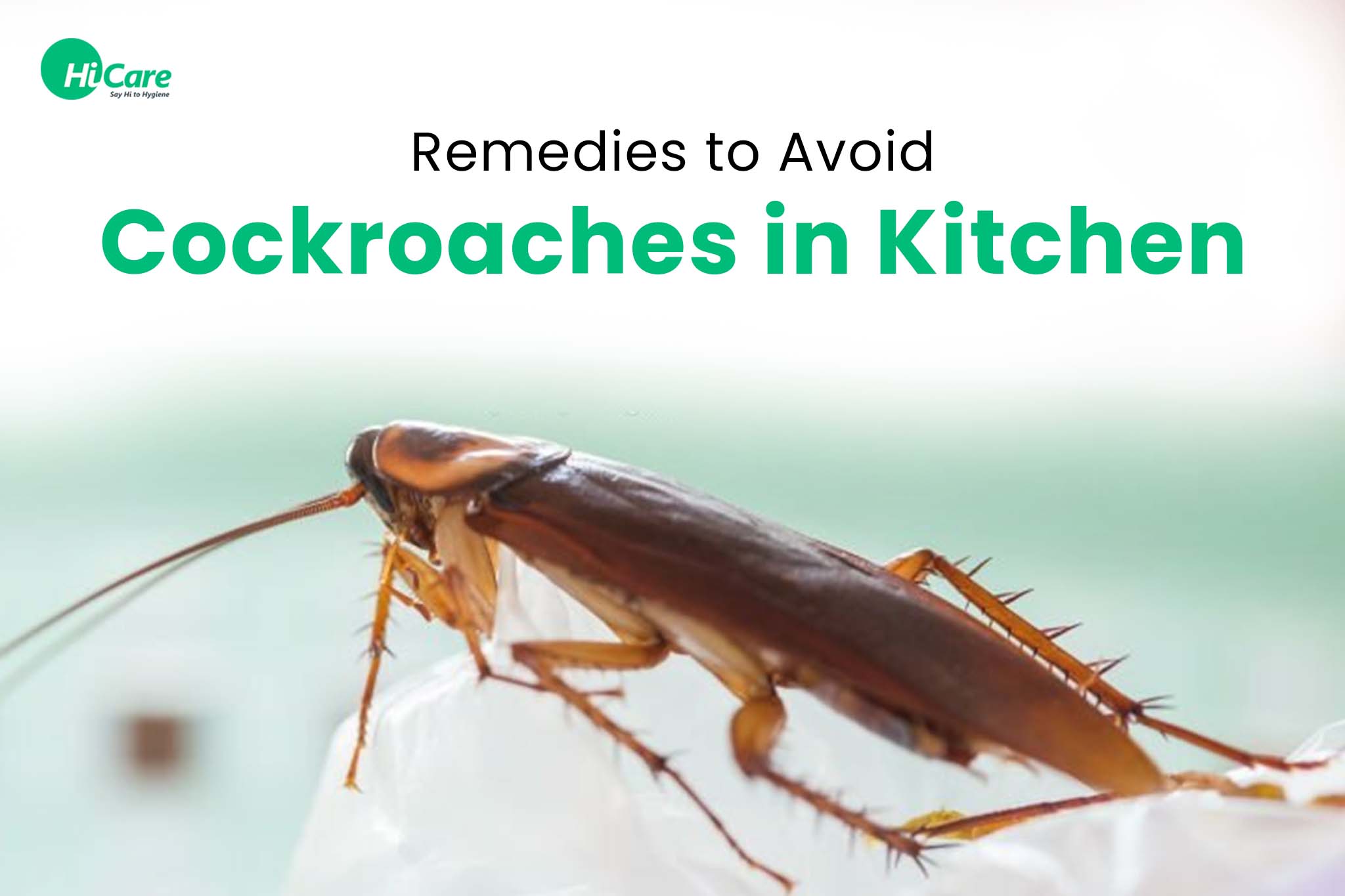 5 Remedies to Avoid Cockroaches in the Kitchen
