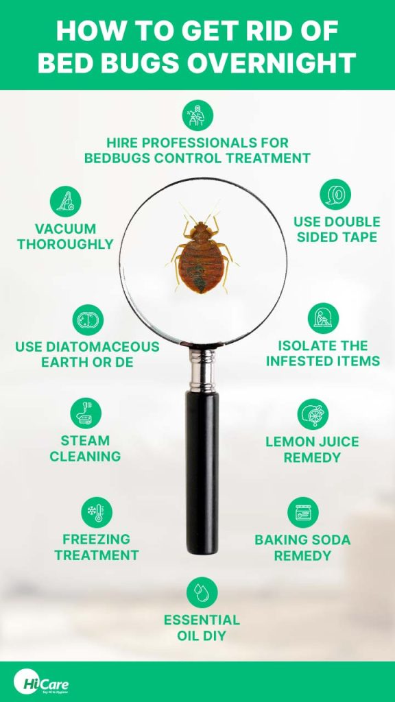 Bed Bug Infestation Treatment