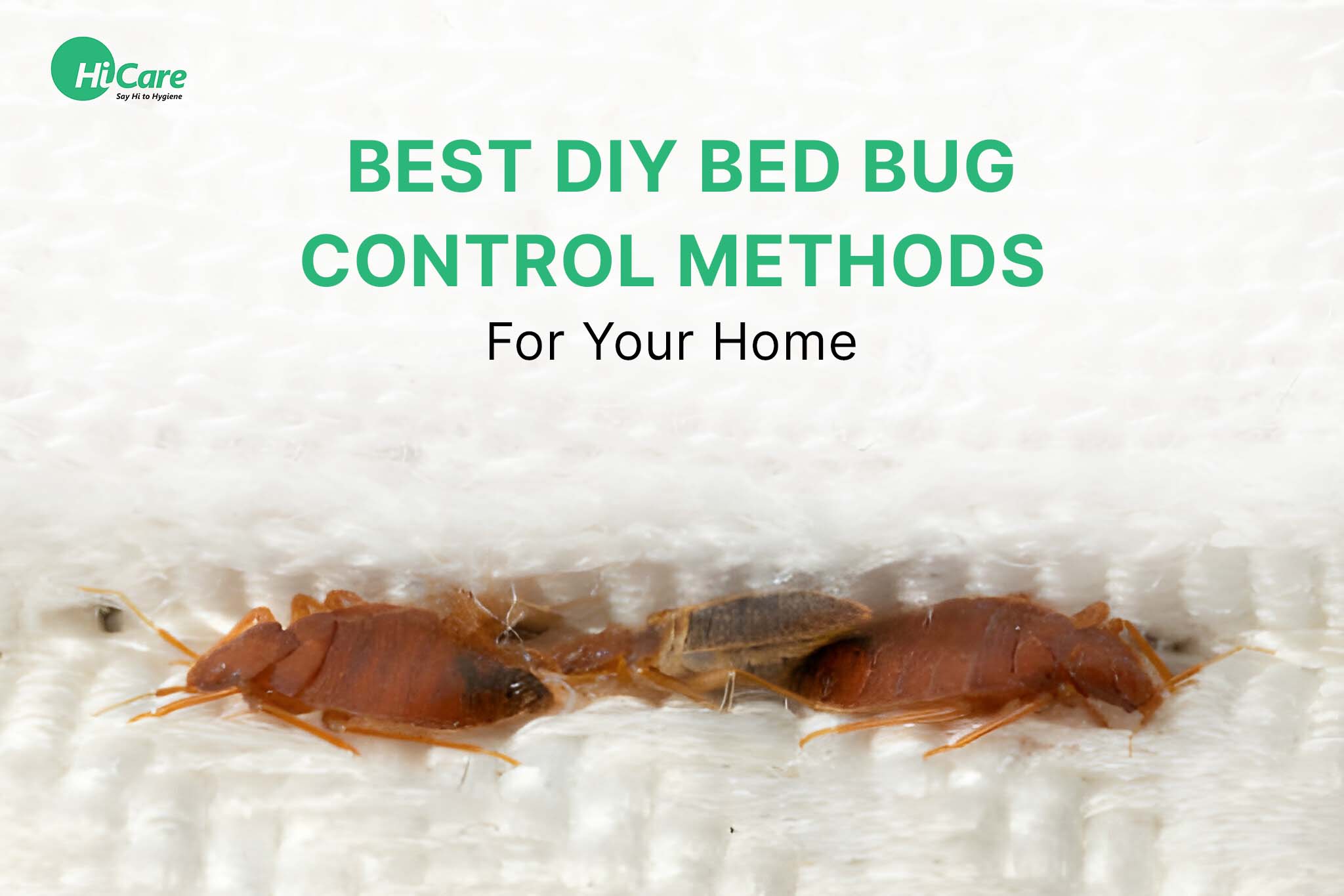 10 Best DIY Bed Bug Control Methods For Your Home