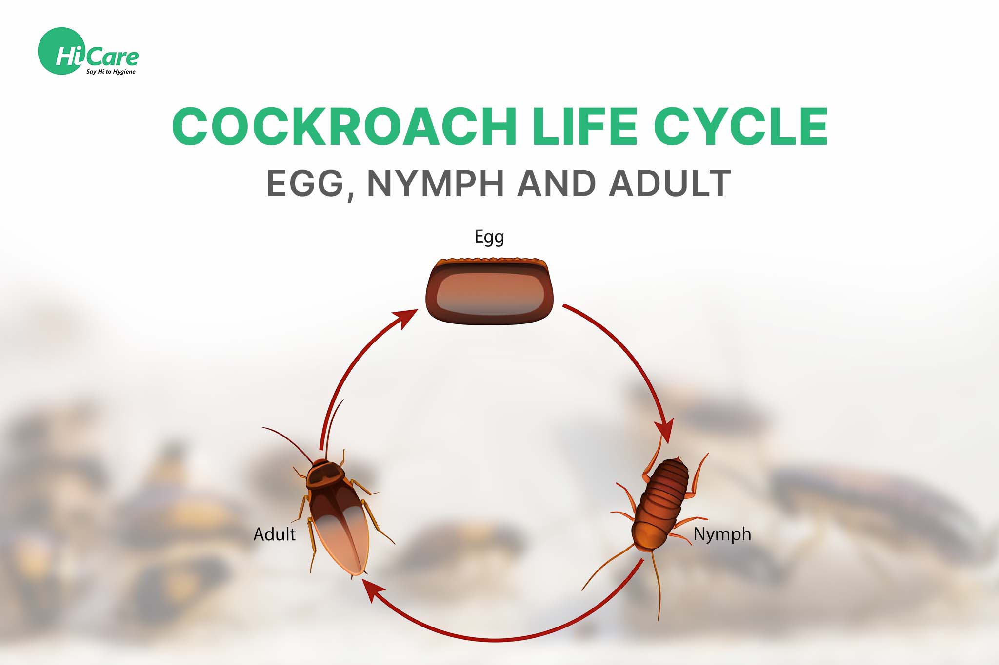 Cockroach Life Cycle – Egg, Nymph and Adult