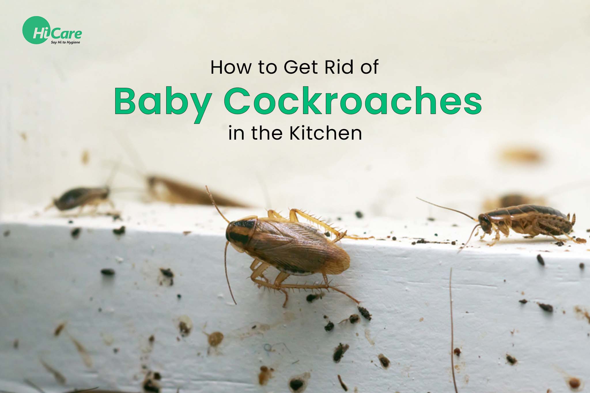 How to Get Rid of Baby Cockroaches in the Kitchen?