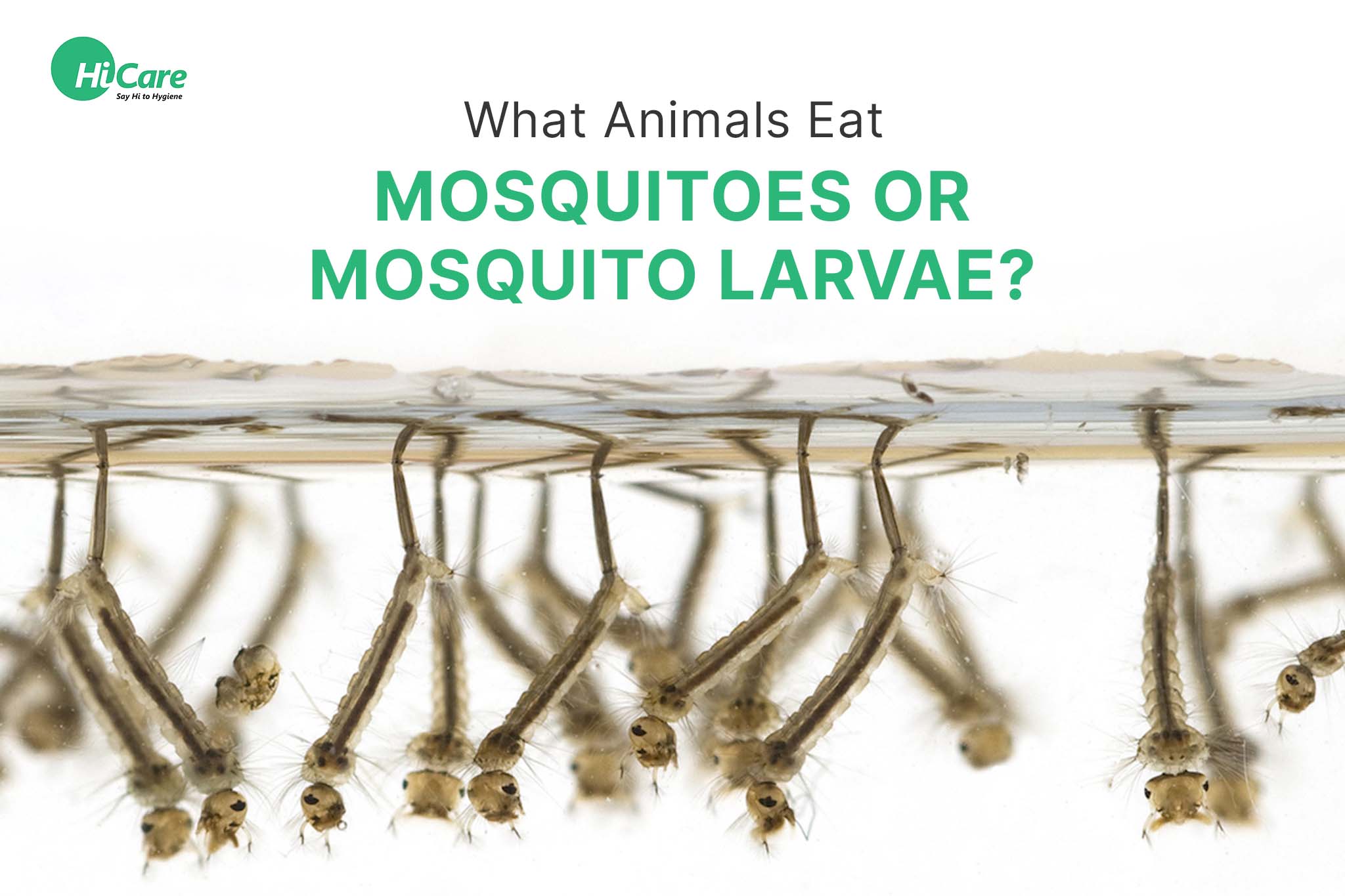 What Animals Eat Mosquitoes or Mosquito Larvae?