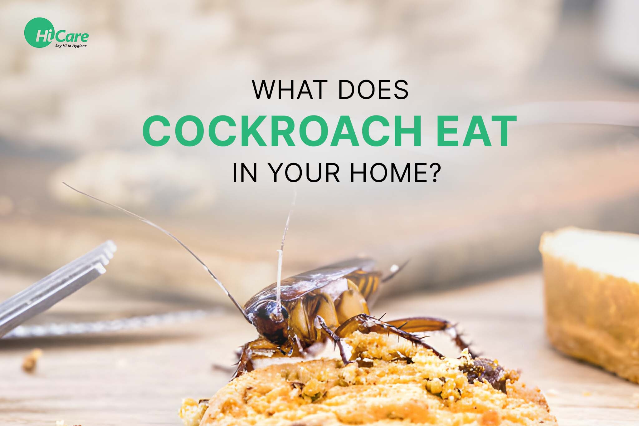 What Does Cockroach Eat in Your Home?