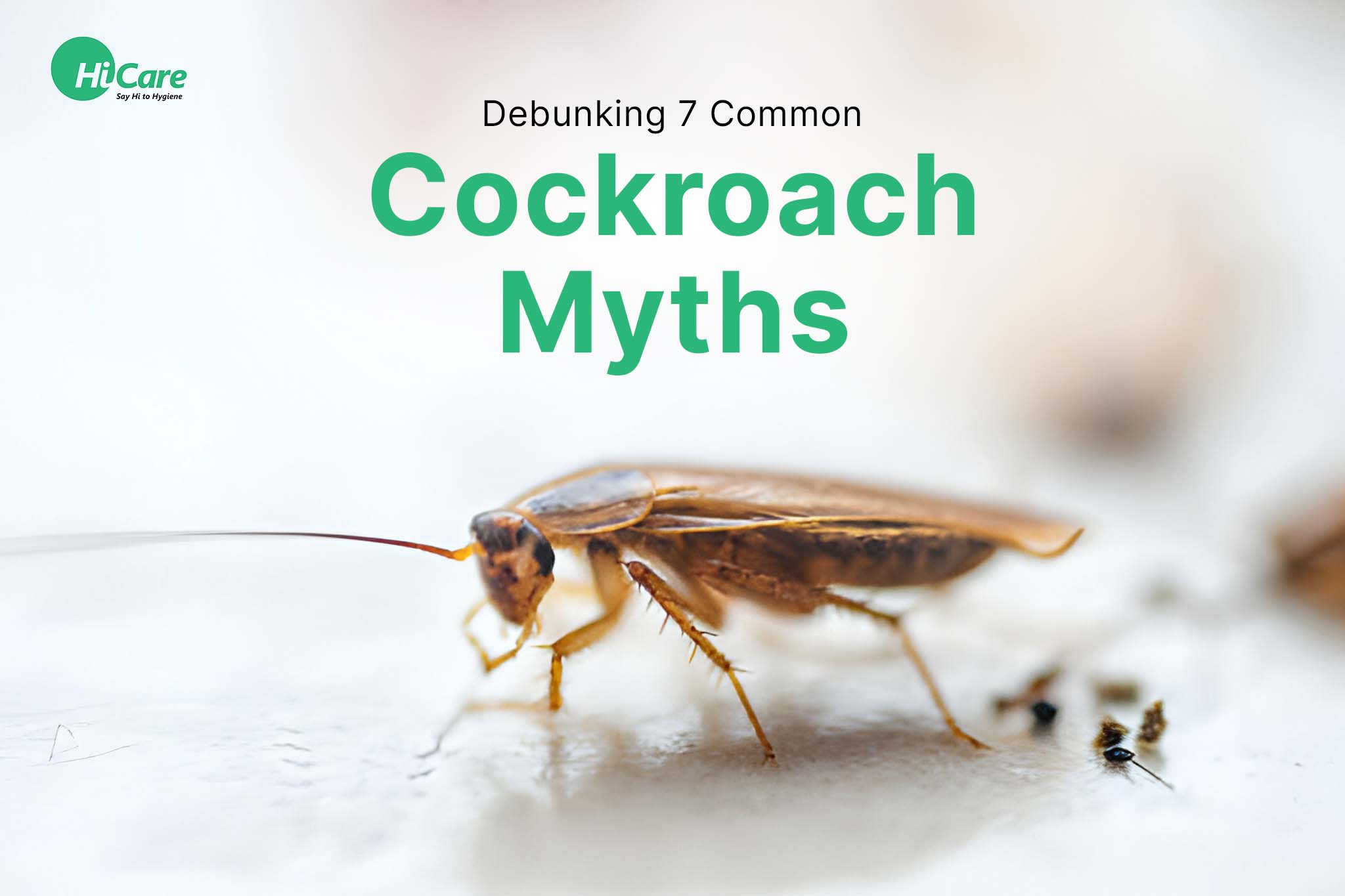 Debunking 7 Common Cockroach Myths