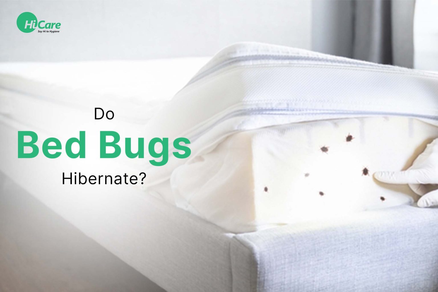 Do Bed Bugs Hibernate? HiCare