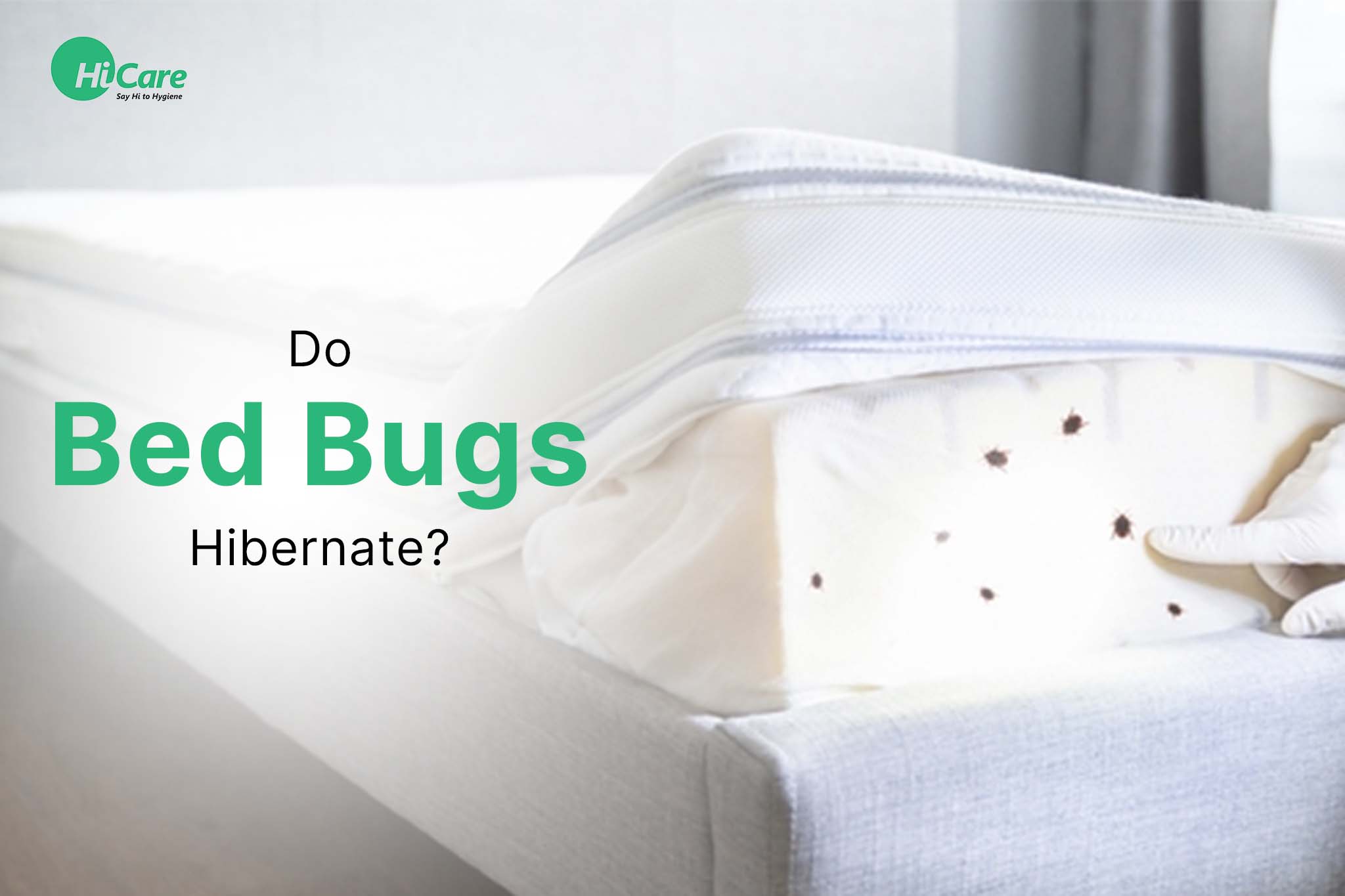 Do Bed Bugs Hibernate?