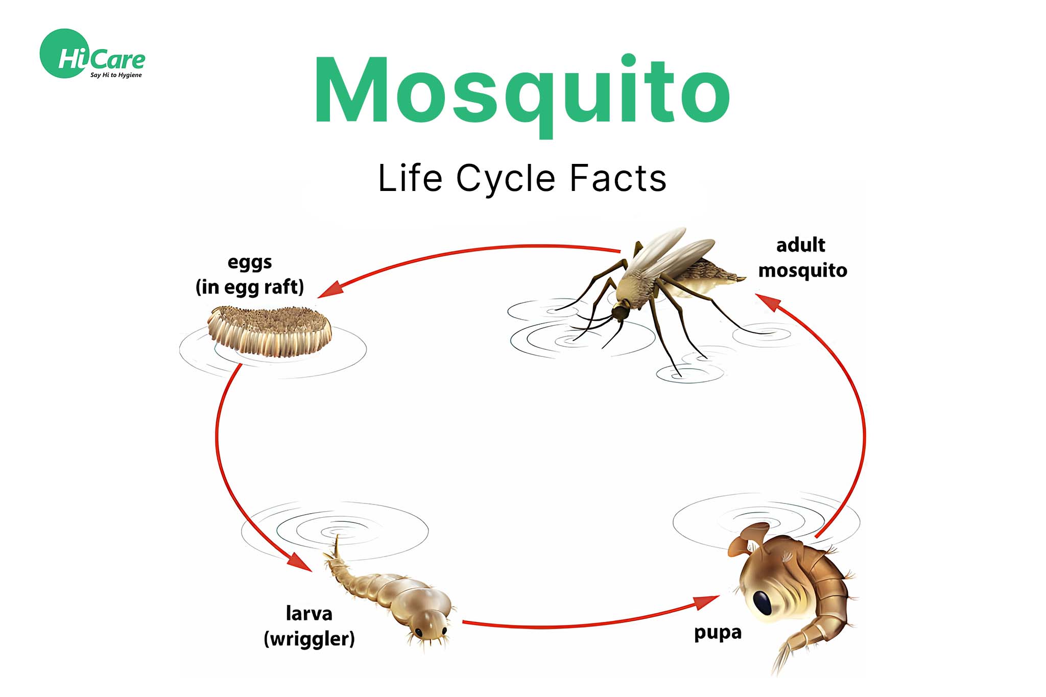 Mosquito Life Cycle Facts