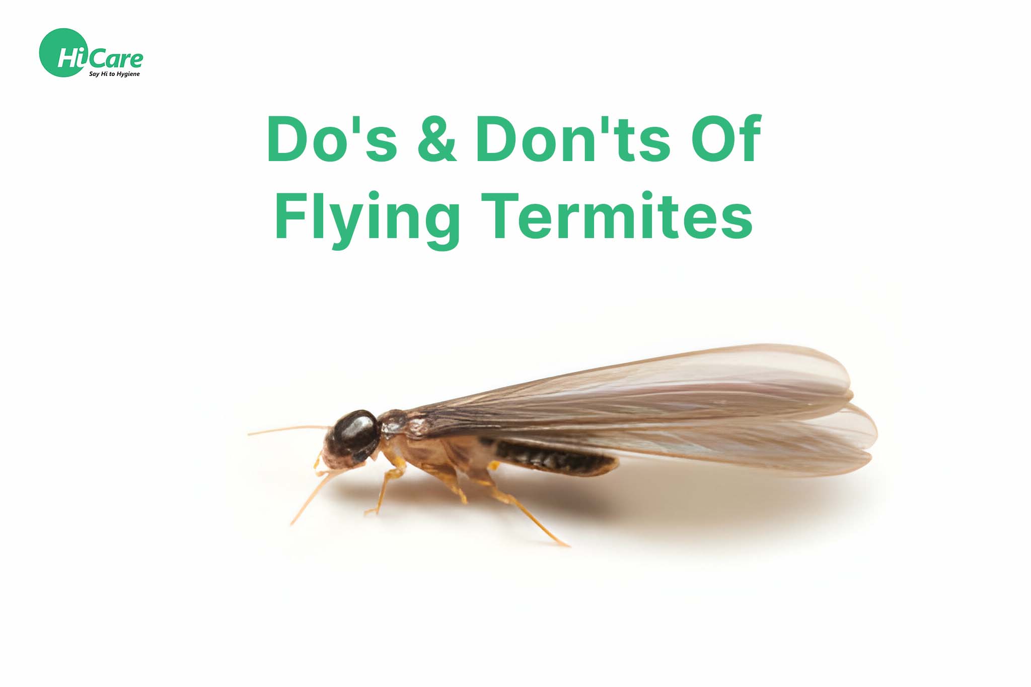 do's and don'ts of flying termites