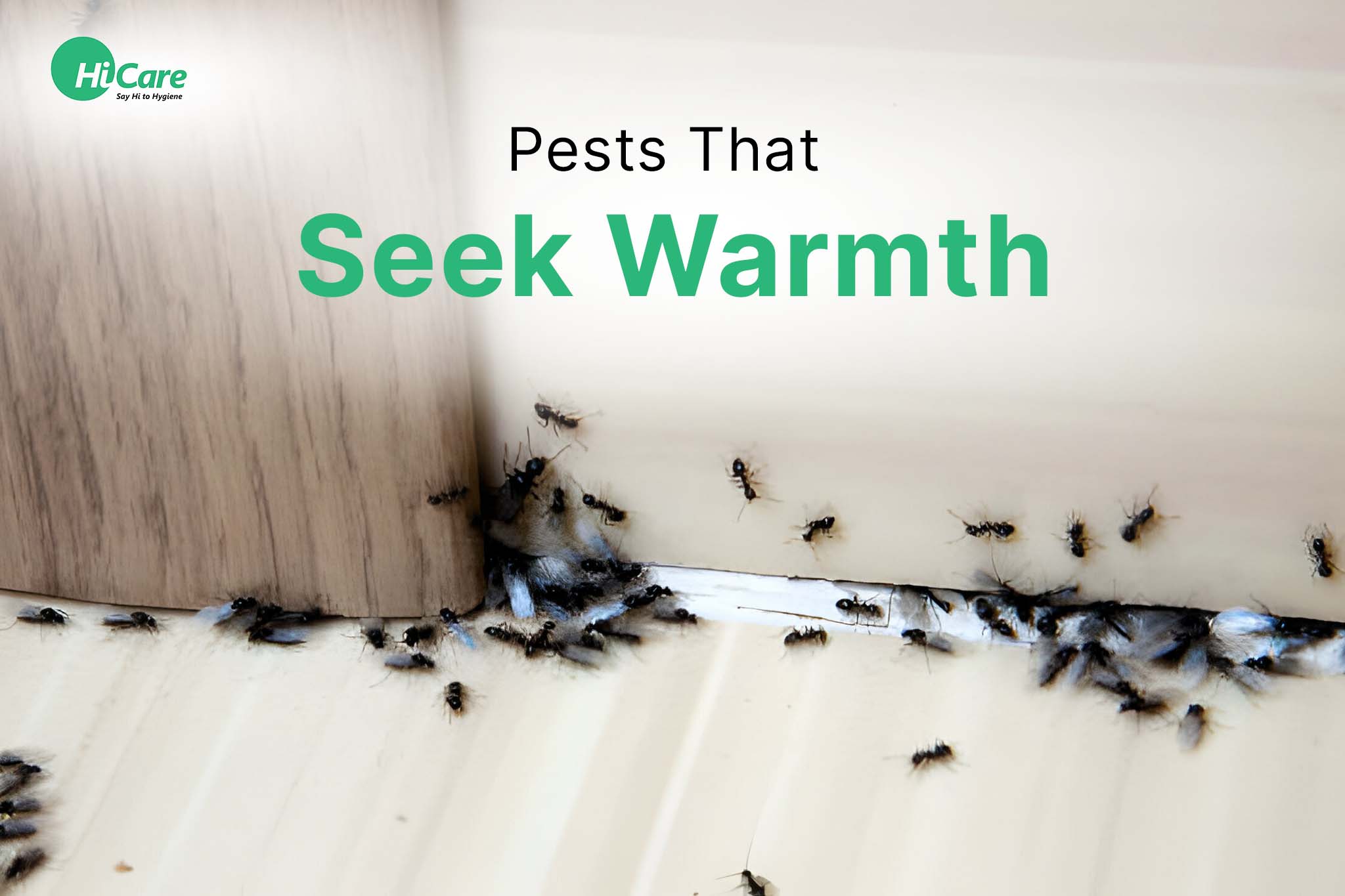 pests that seek warmth
