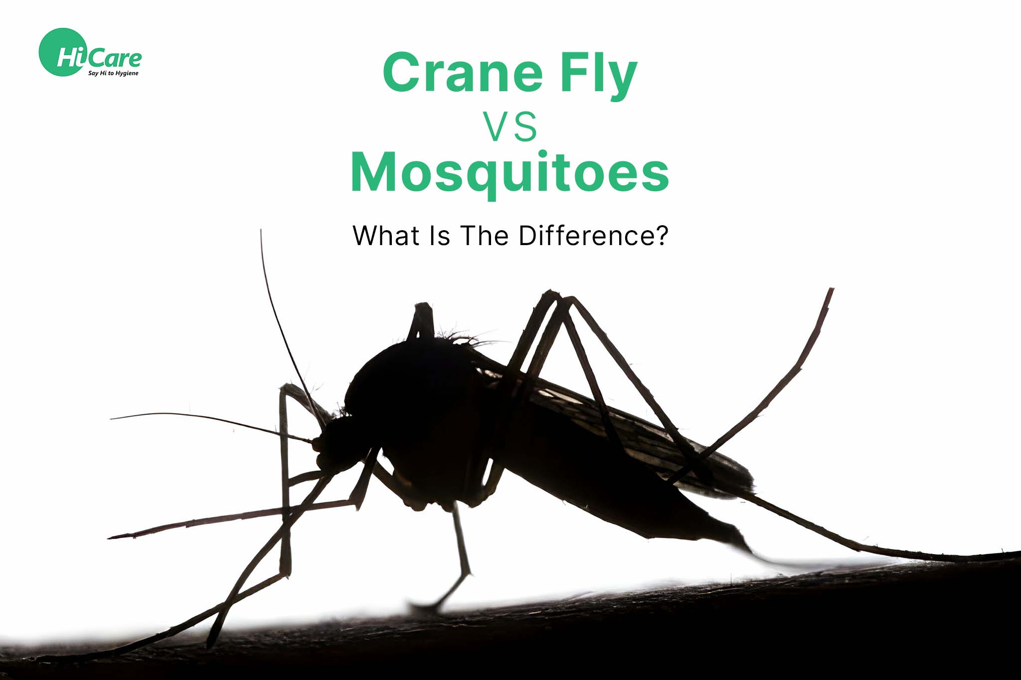 differences between crane flies and mosquitoes