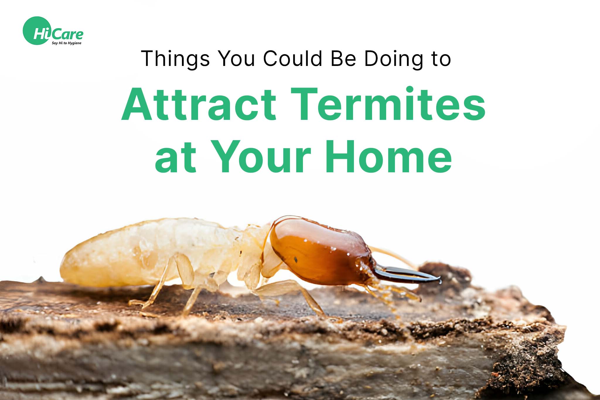 Things You Could Be Doing to Attract Termites at Your Home