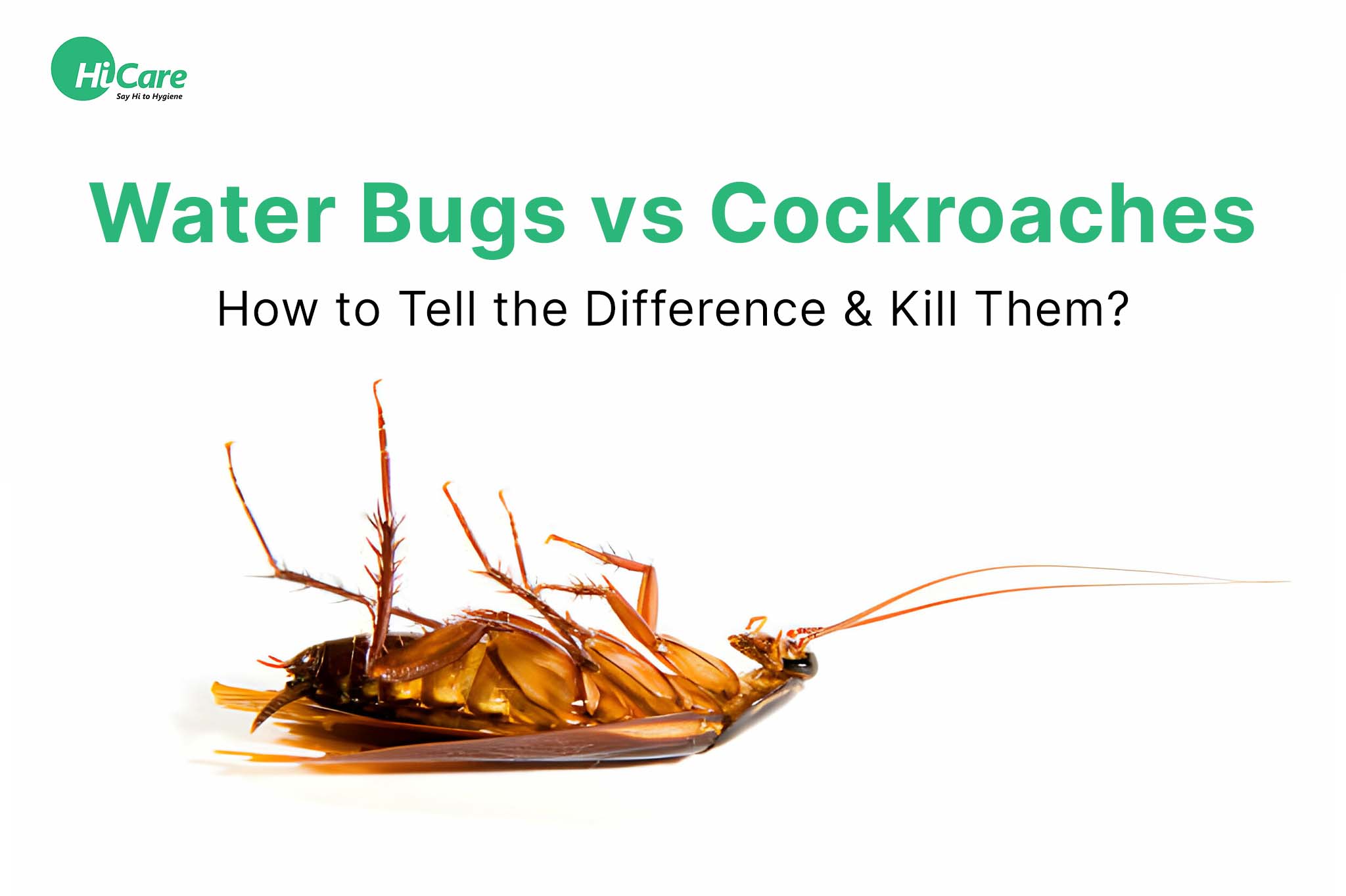Differences between Water Bugs and Cockroaches | HiCare