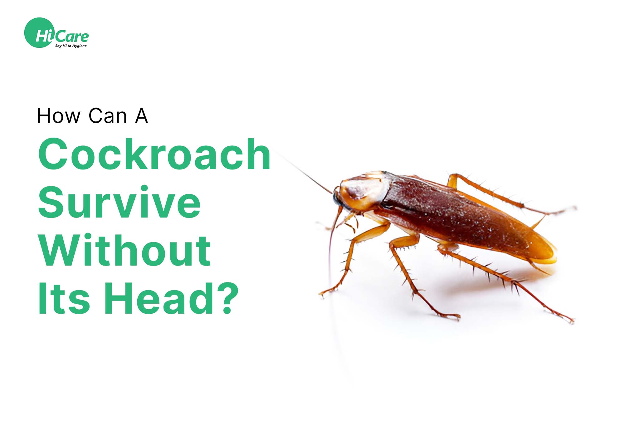 how can a cockroach survive without its head