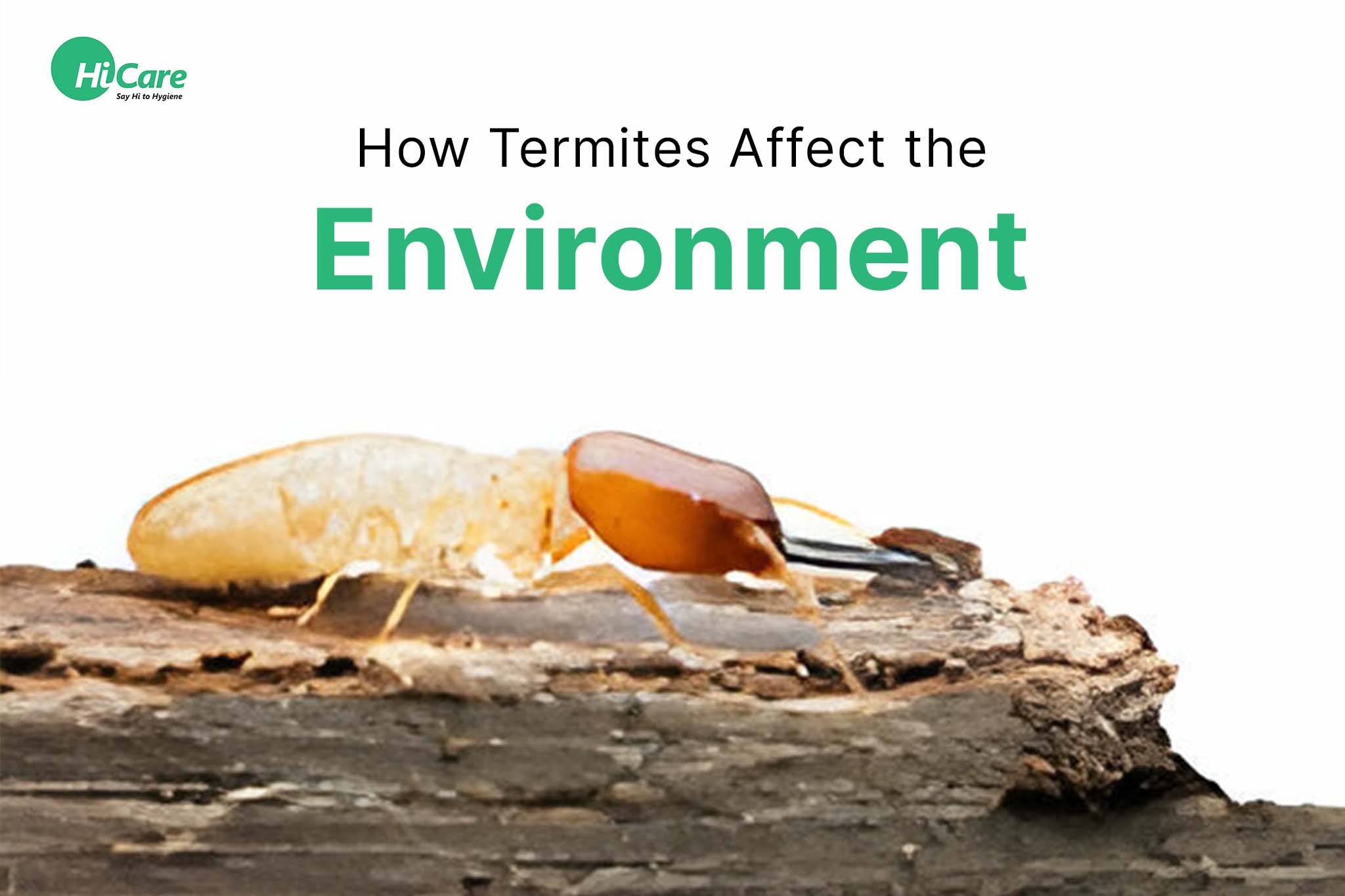 how termites affect the environment