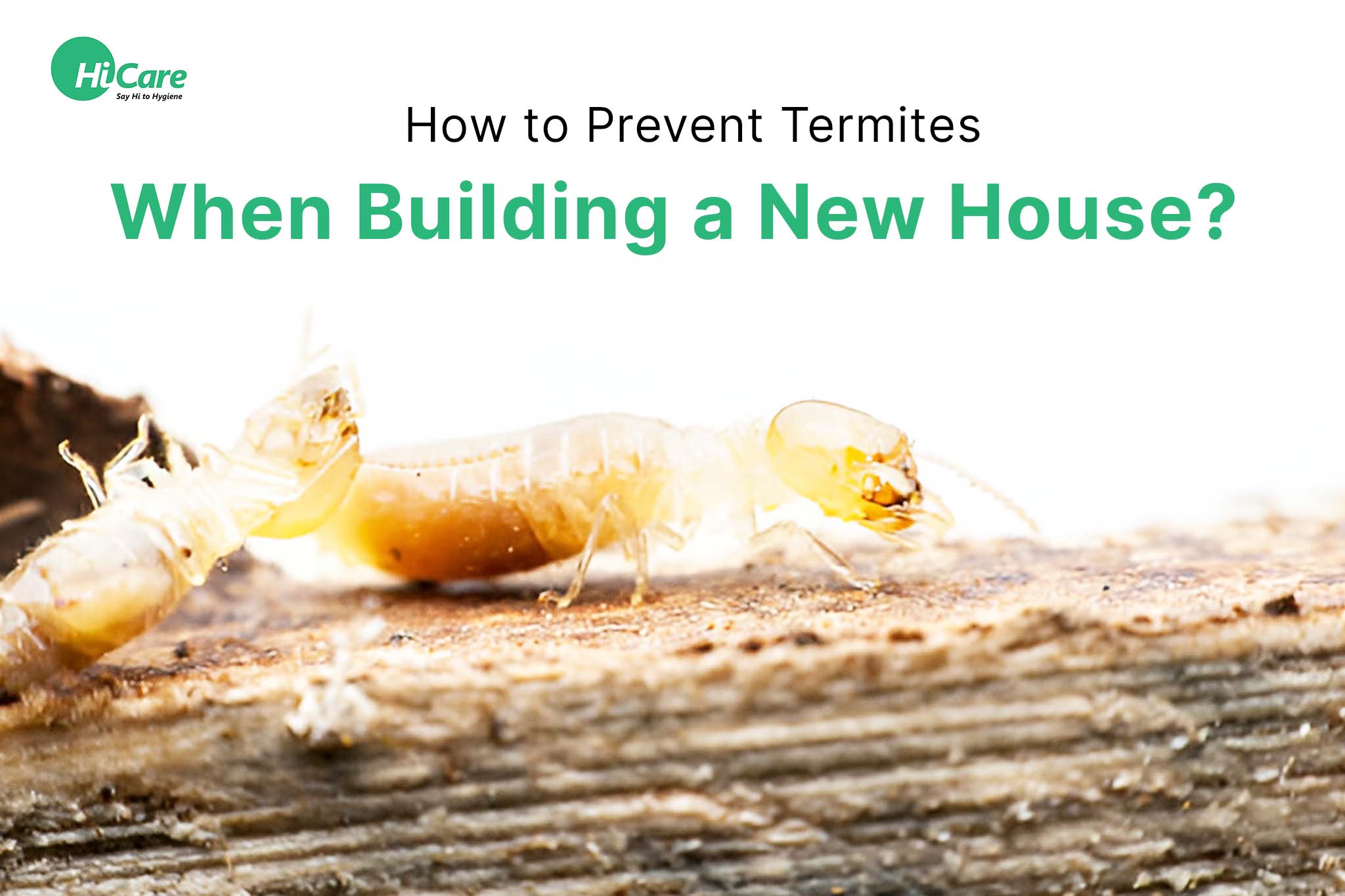 how to prevent termites when building a new house