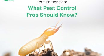 How To Get Rid Of Flying Termites