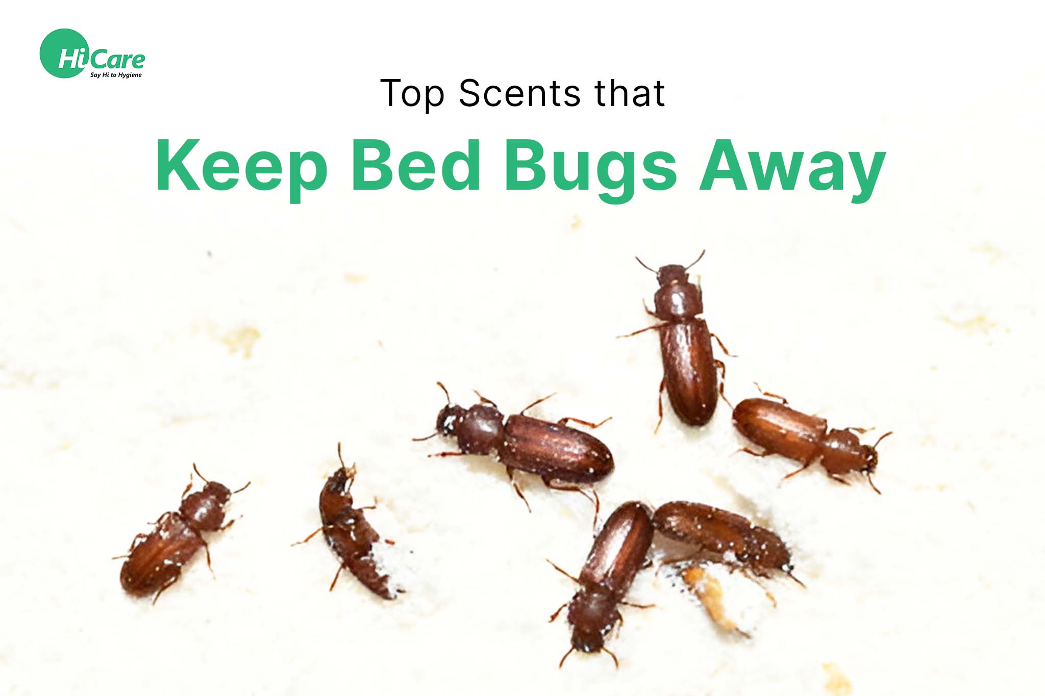 top scents that keep bed bugs away