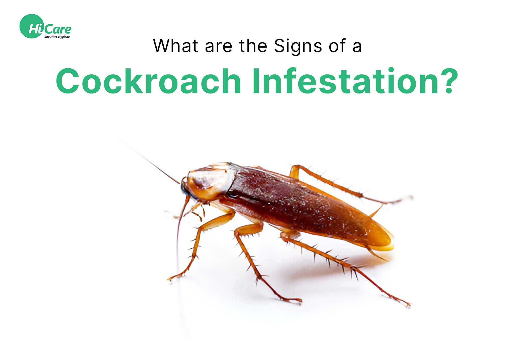signs of cockroach infestation