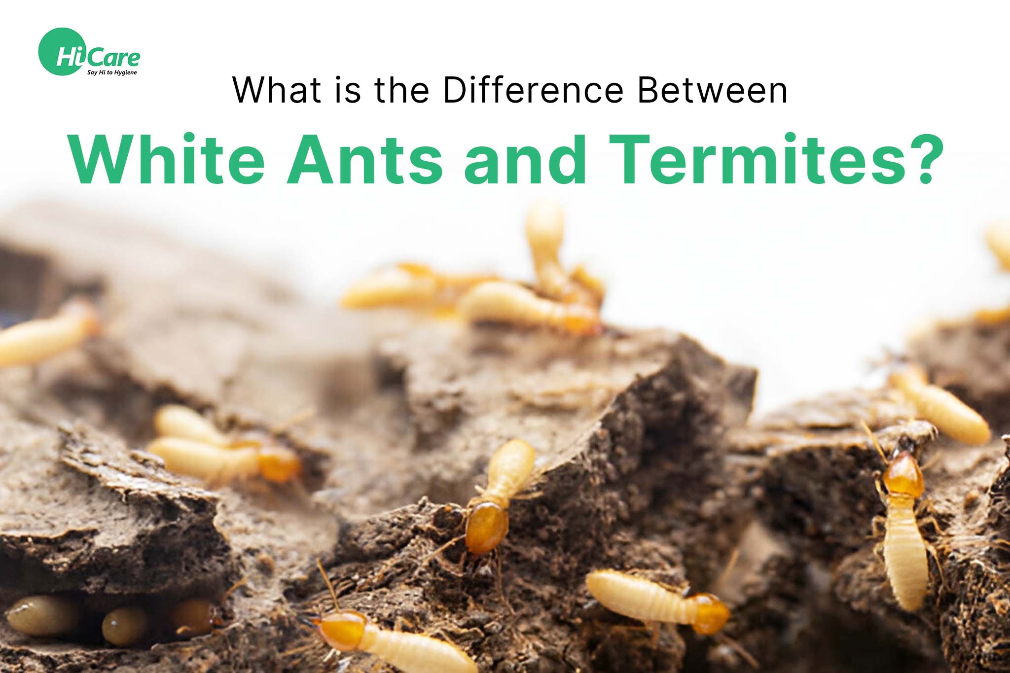 differences between white ants and termites