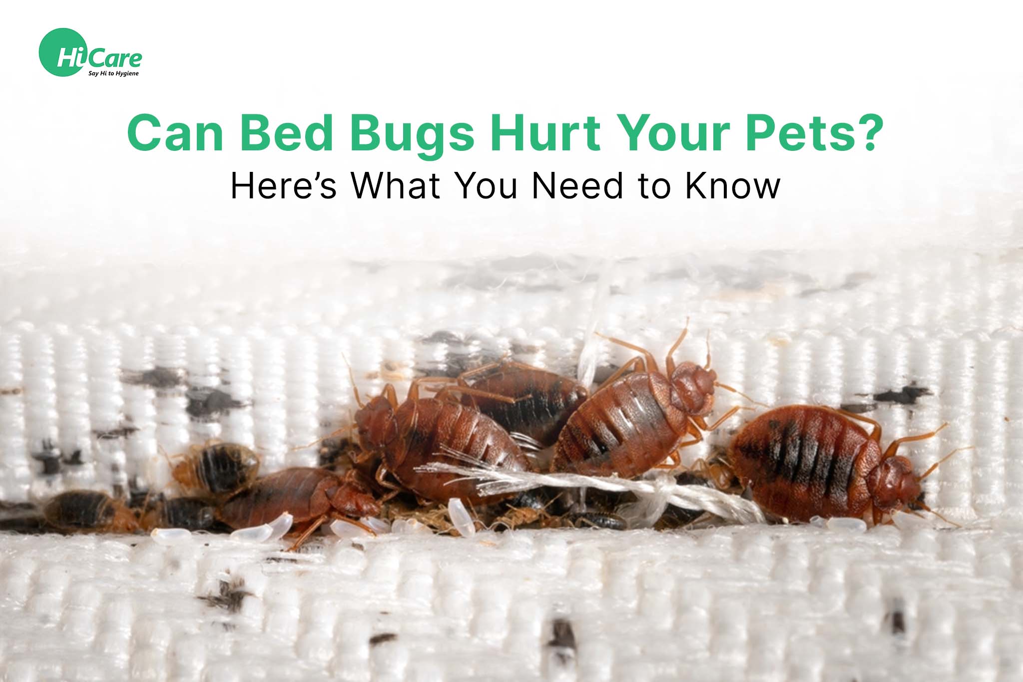 can bed bugs harm your pets