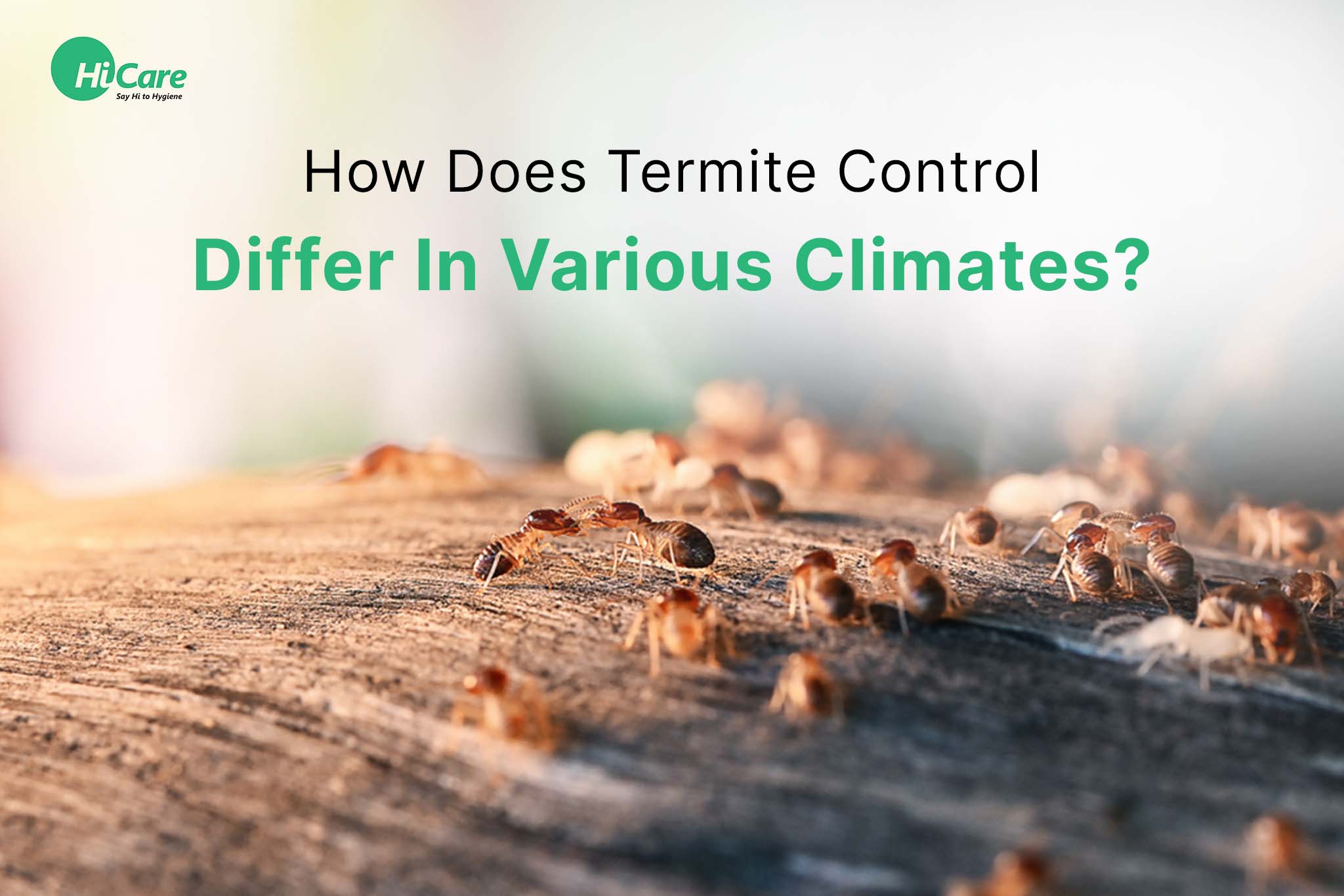 How Does Termite Control Differ In Various Climates?
