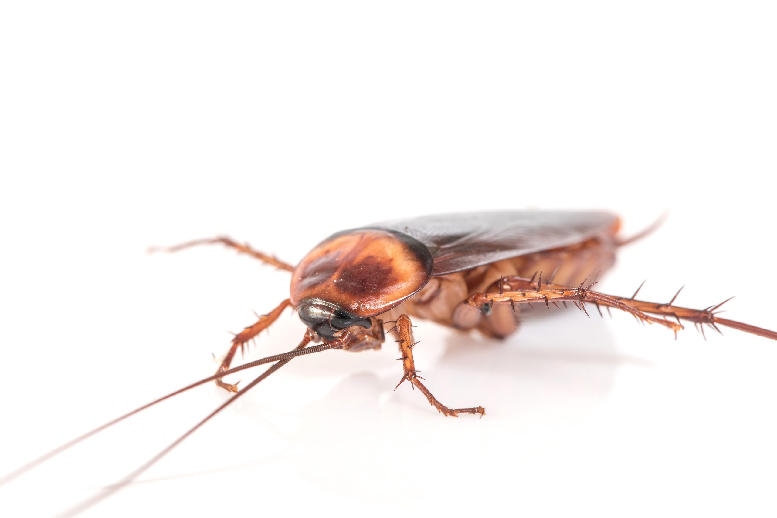 why do cockroaches come out at night