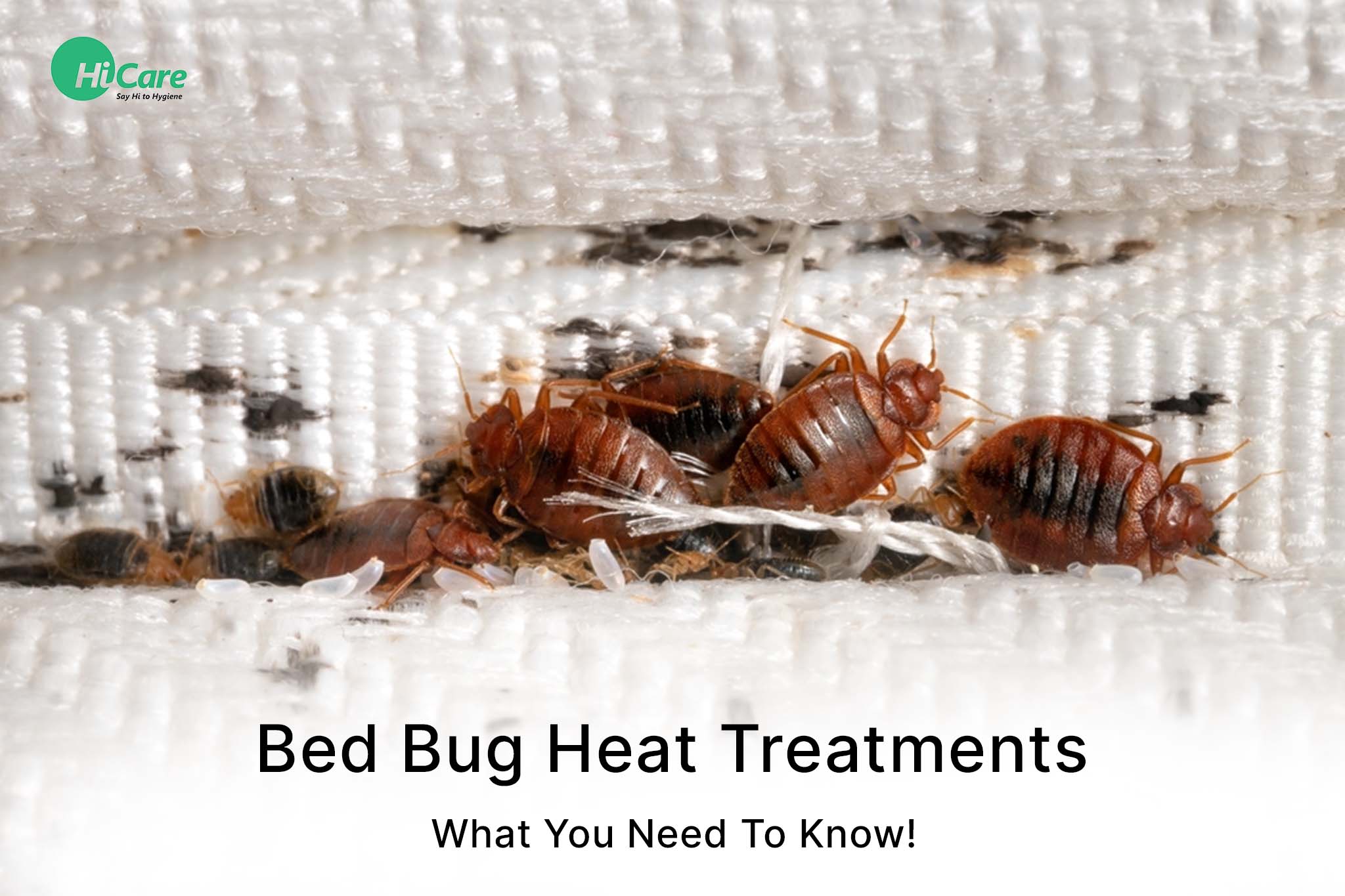 Bed Bug Treatment: Best Tips to Kill Bed Bugs with Heat | HiCare