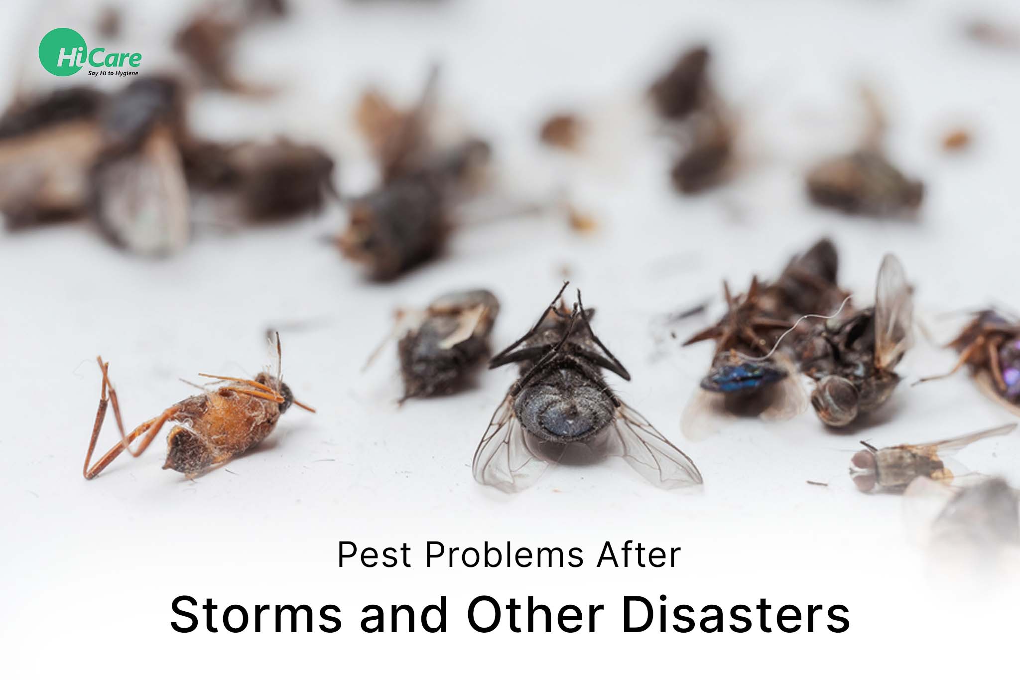 pest problems after storms and other disasters