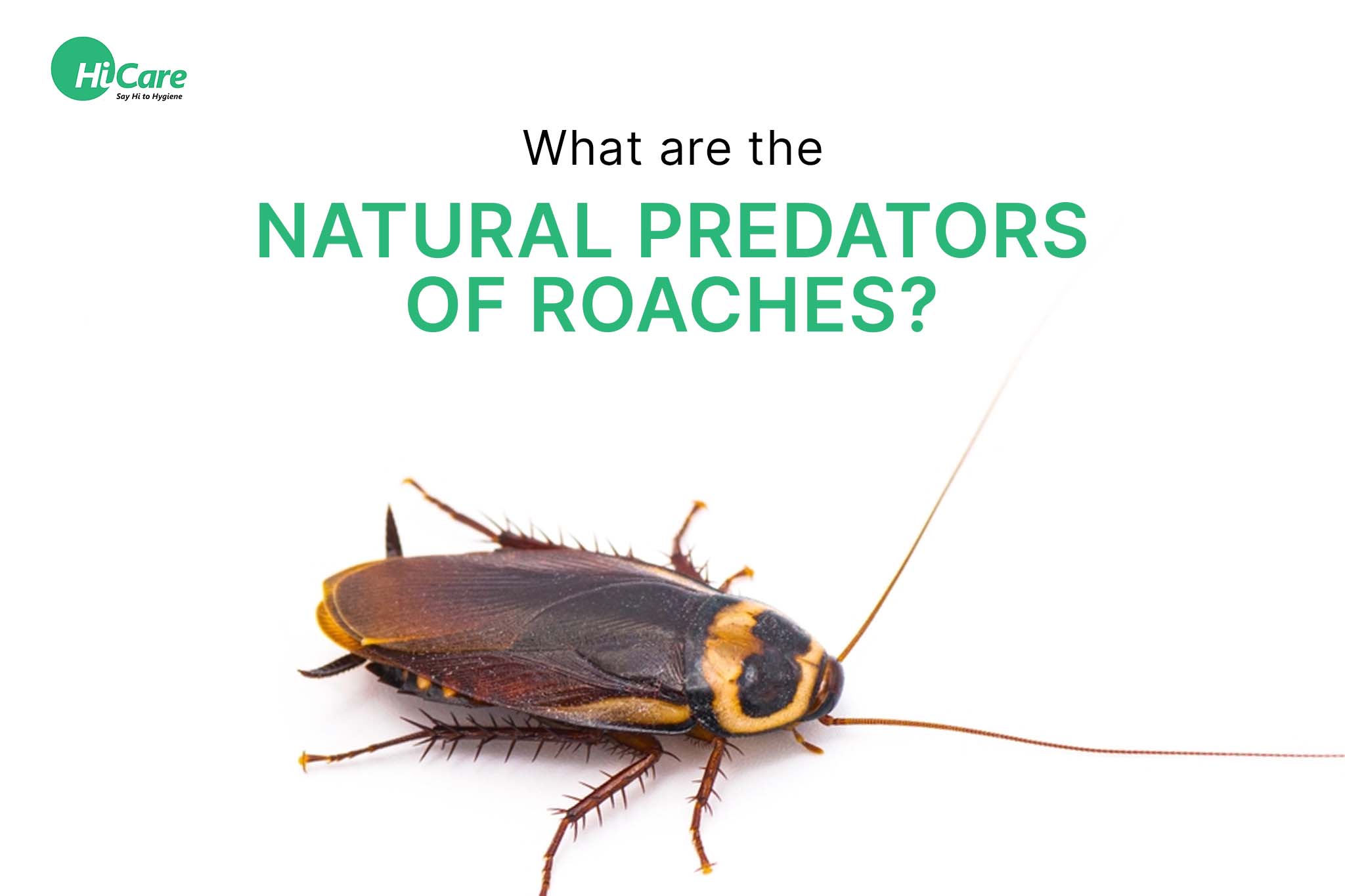 natural predators of roaches