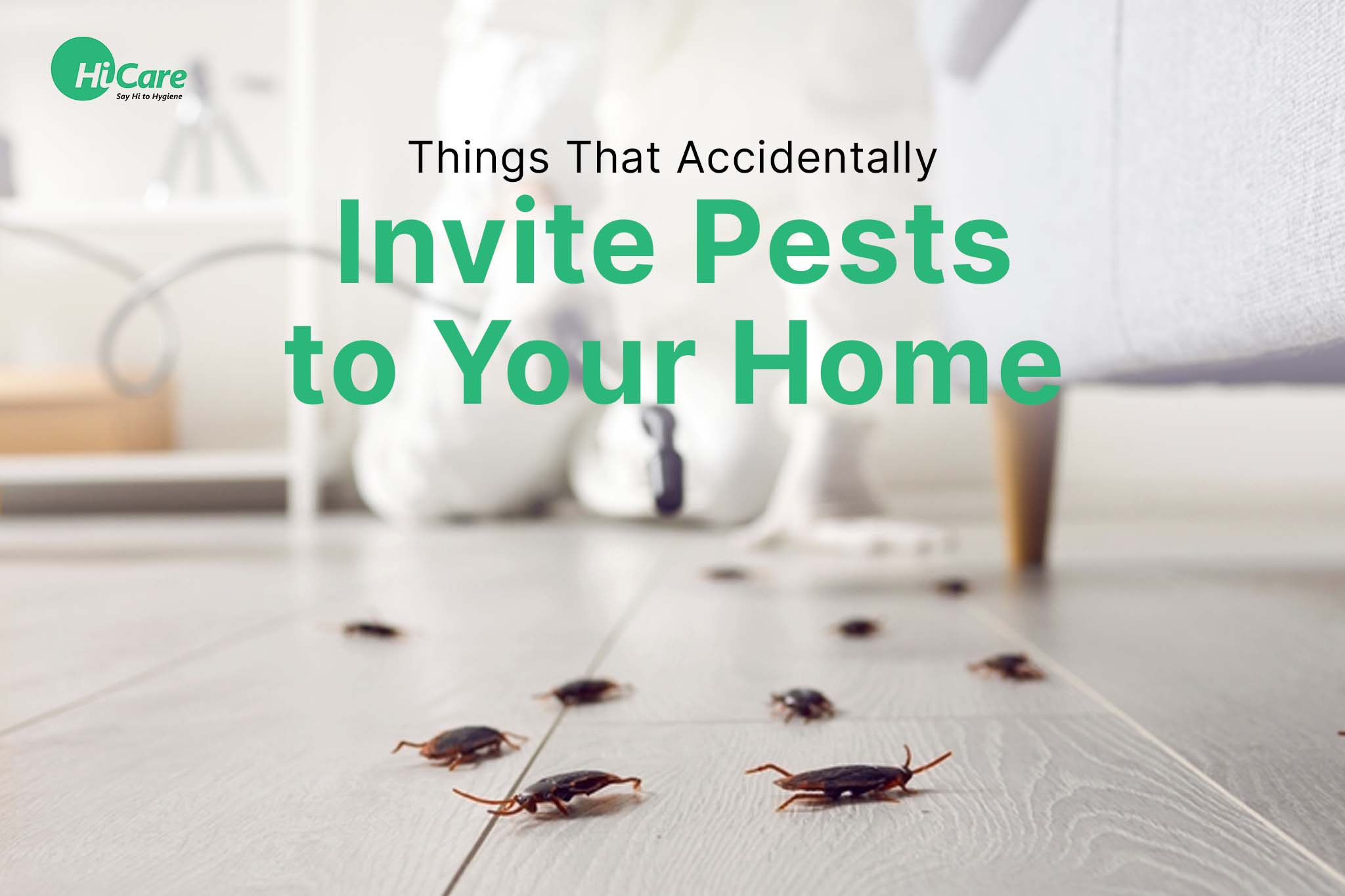 things that accidently invite pests to your home