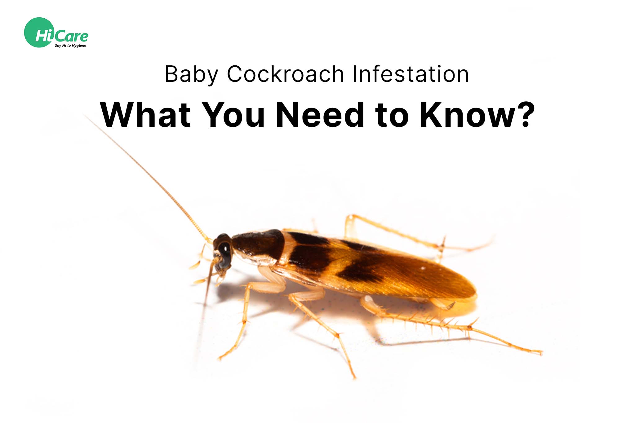 Baby Cockroach Infestation: What You Need to Know?