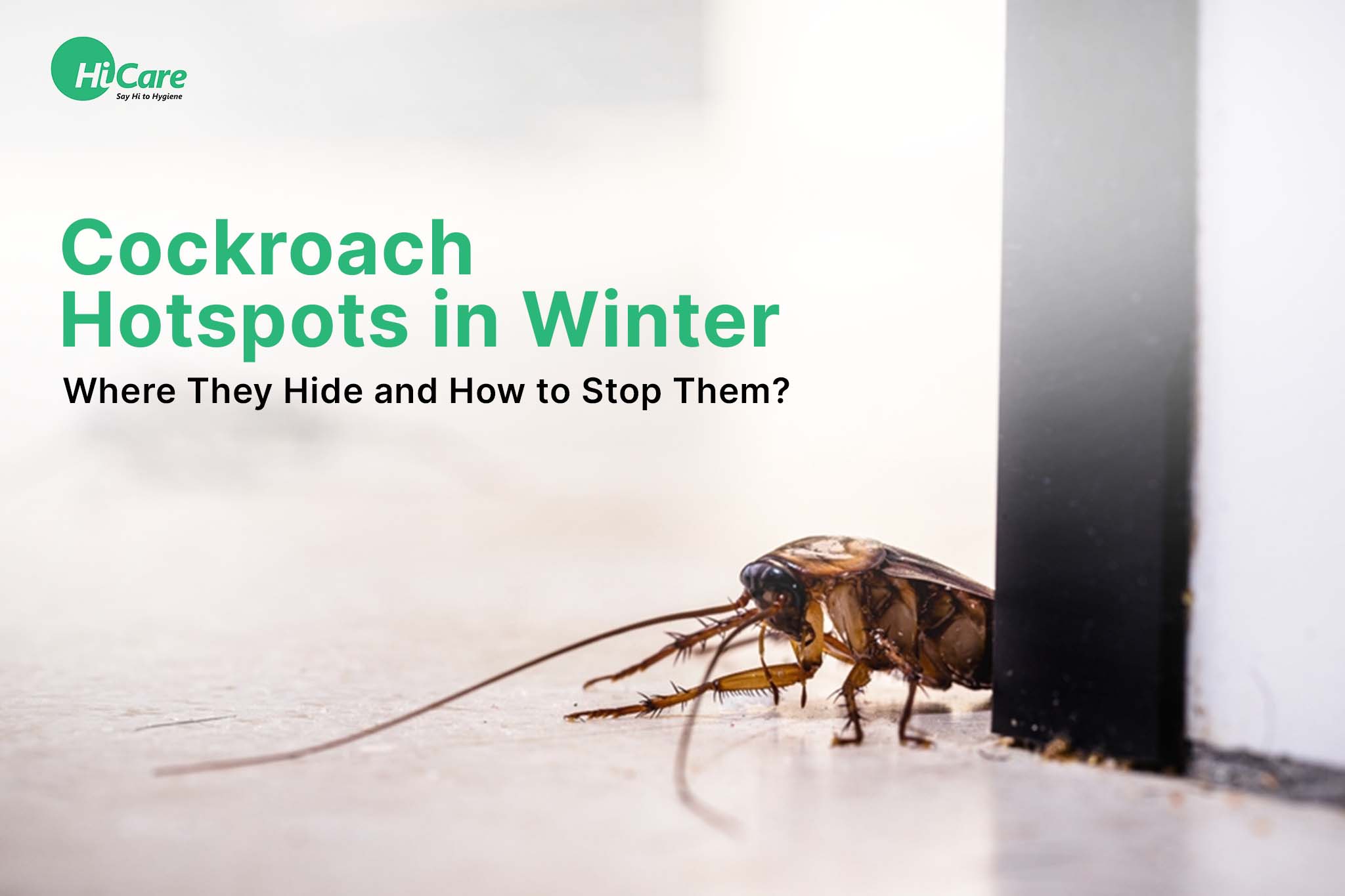 Cockroach Hotspots in Winter: Where They Hide and How to Stop Them?