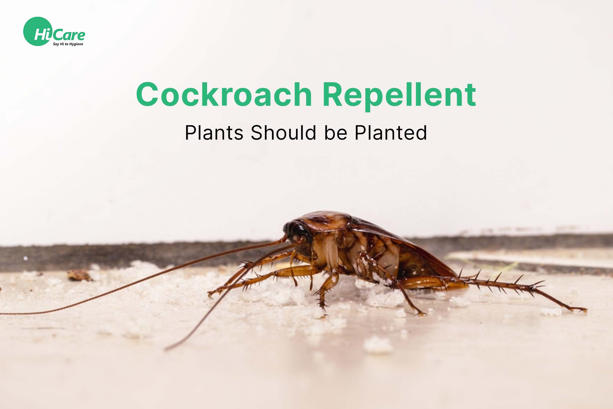 cockroach repellent plants should be planted