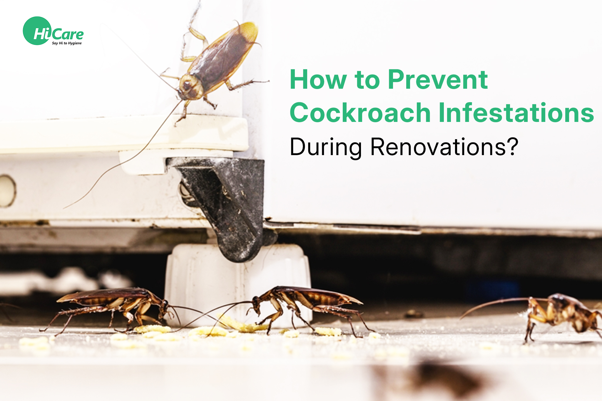 How to Prevent Cockroach Infestations During Renovations?